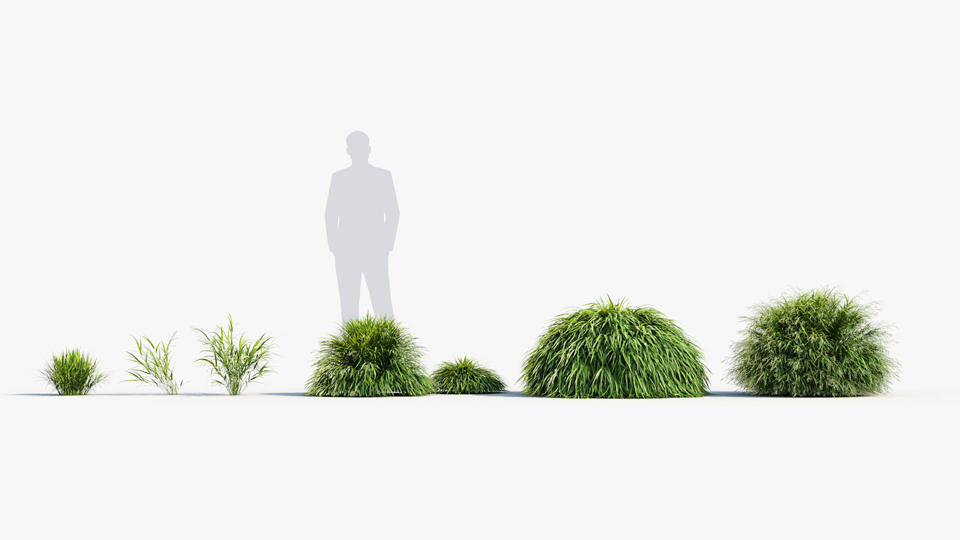 BC_PM_P013_Hakonechloa_macra_01