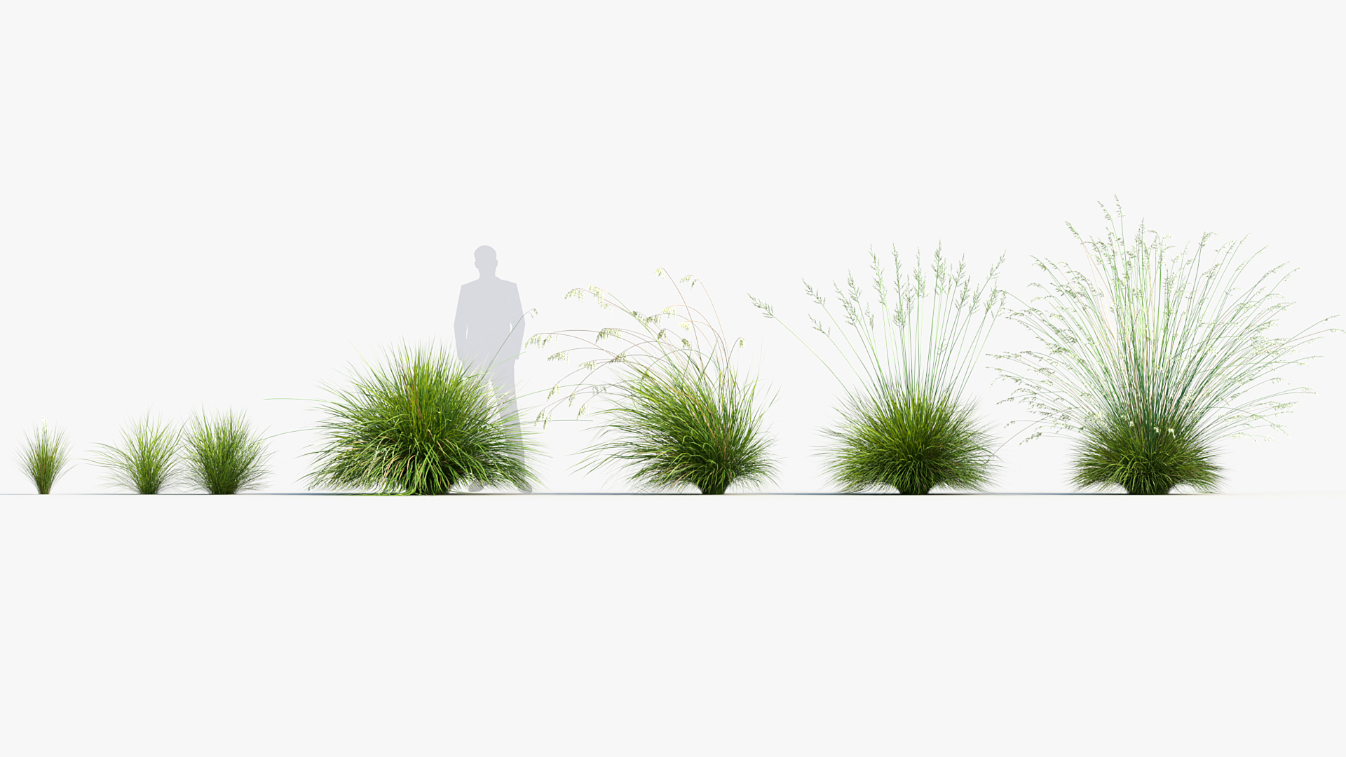 BC_PM_P013_Helictotrichon_sempervirens_01