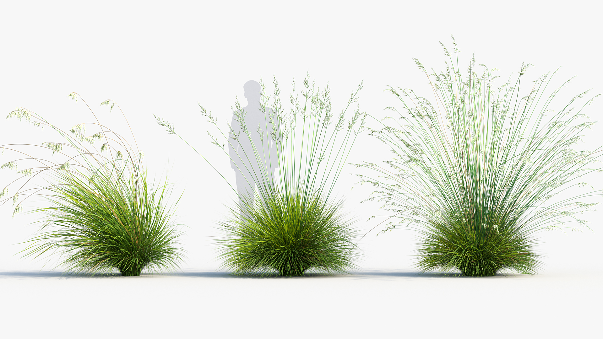 BC_PM_P013_Helictotrichon_sempervirens_03