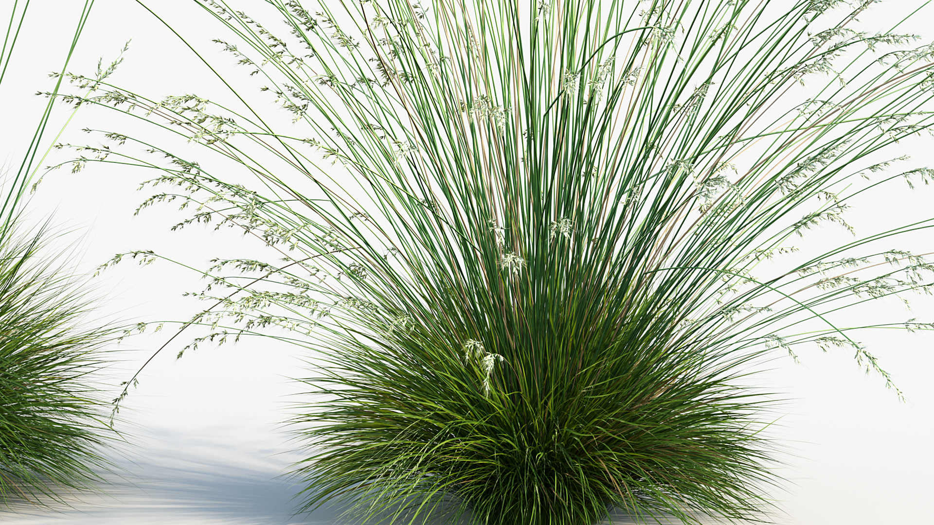 BC_PM_P013_Helictotrichon_sempervirens_04