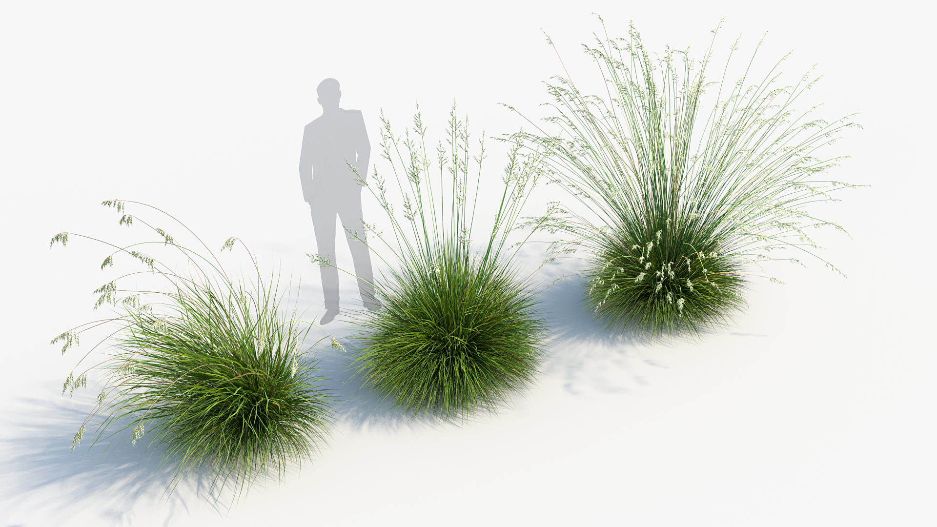 BC_PM_P013_Helictotrichon_sempervirens_05