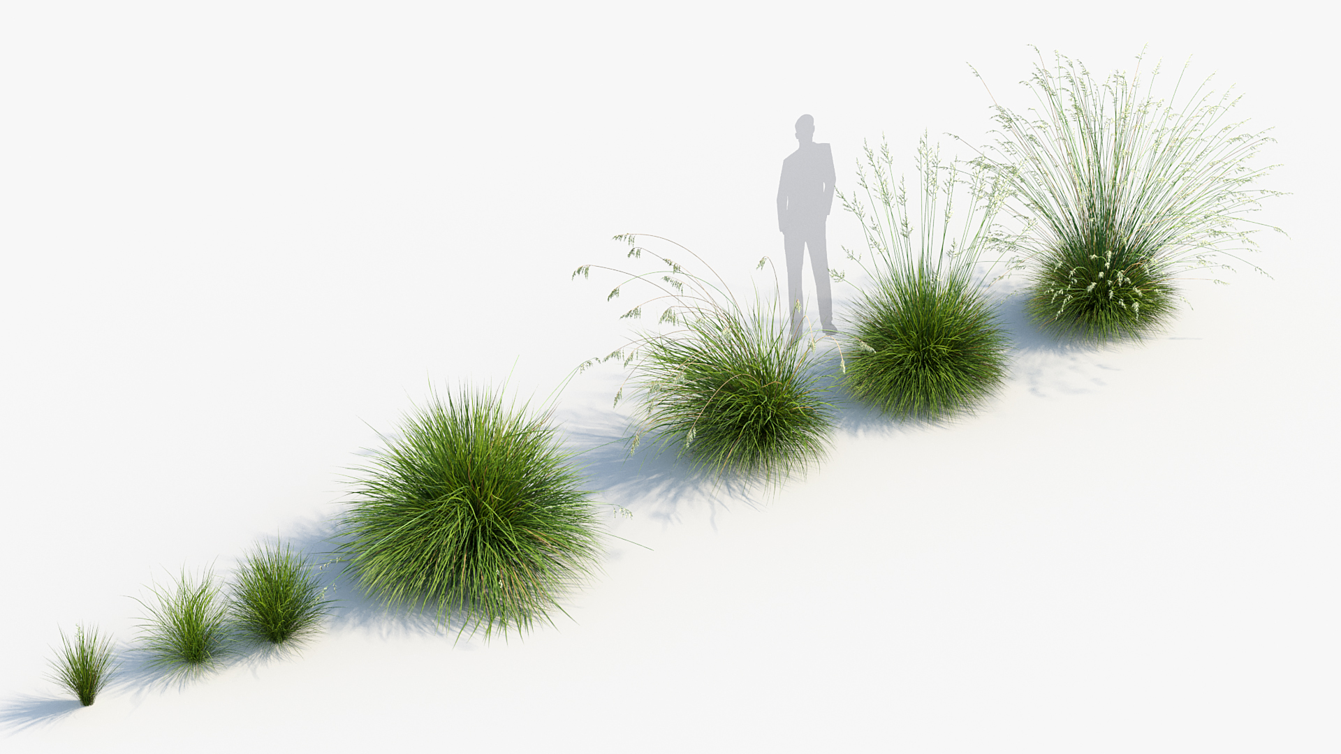 BC_PM_P013_Helictotrichon_sempervirens_06