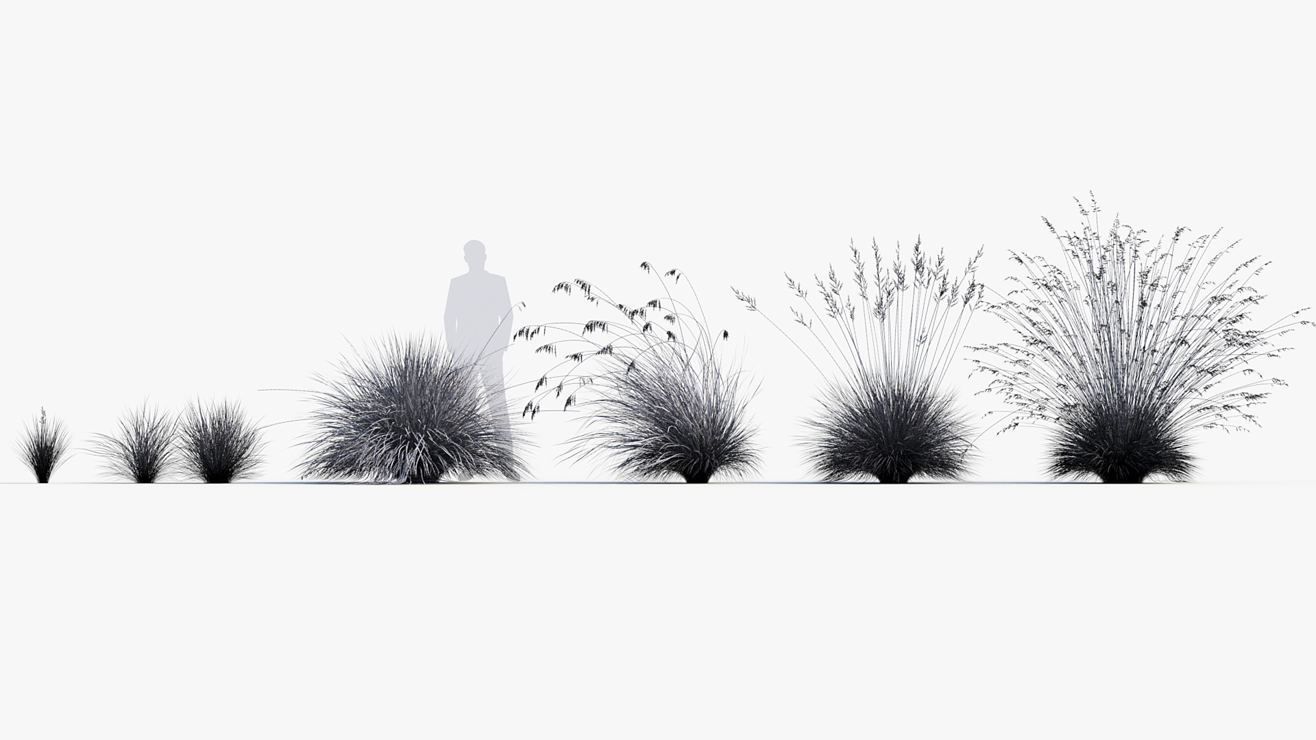 BC_PM_P013_Helictotrichon_sempervirens_Wire