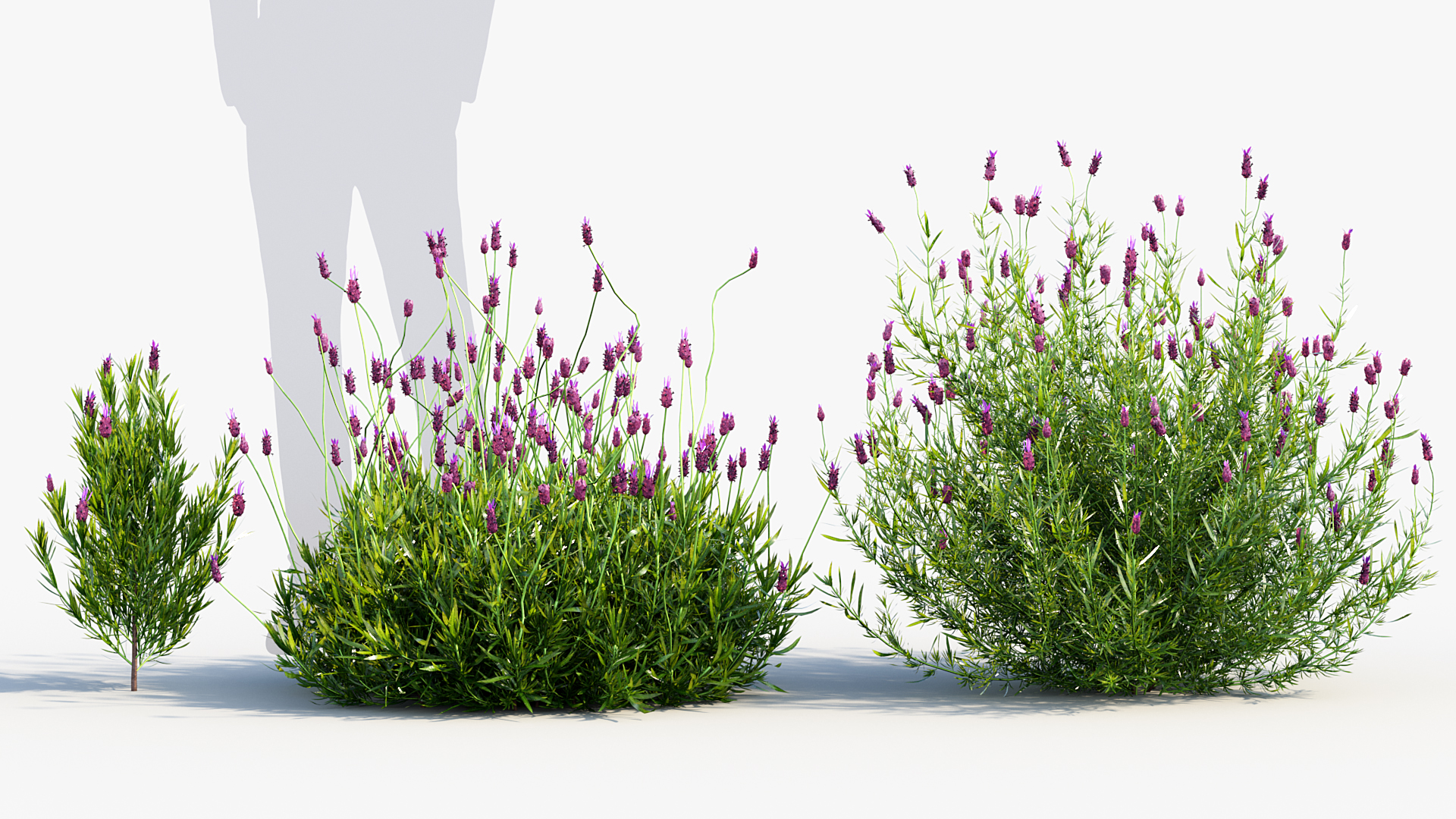 BC_PM_P013_Lavandula_stoechas_02