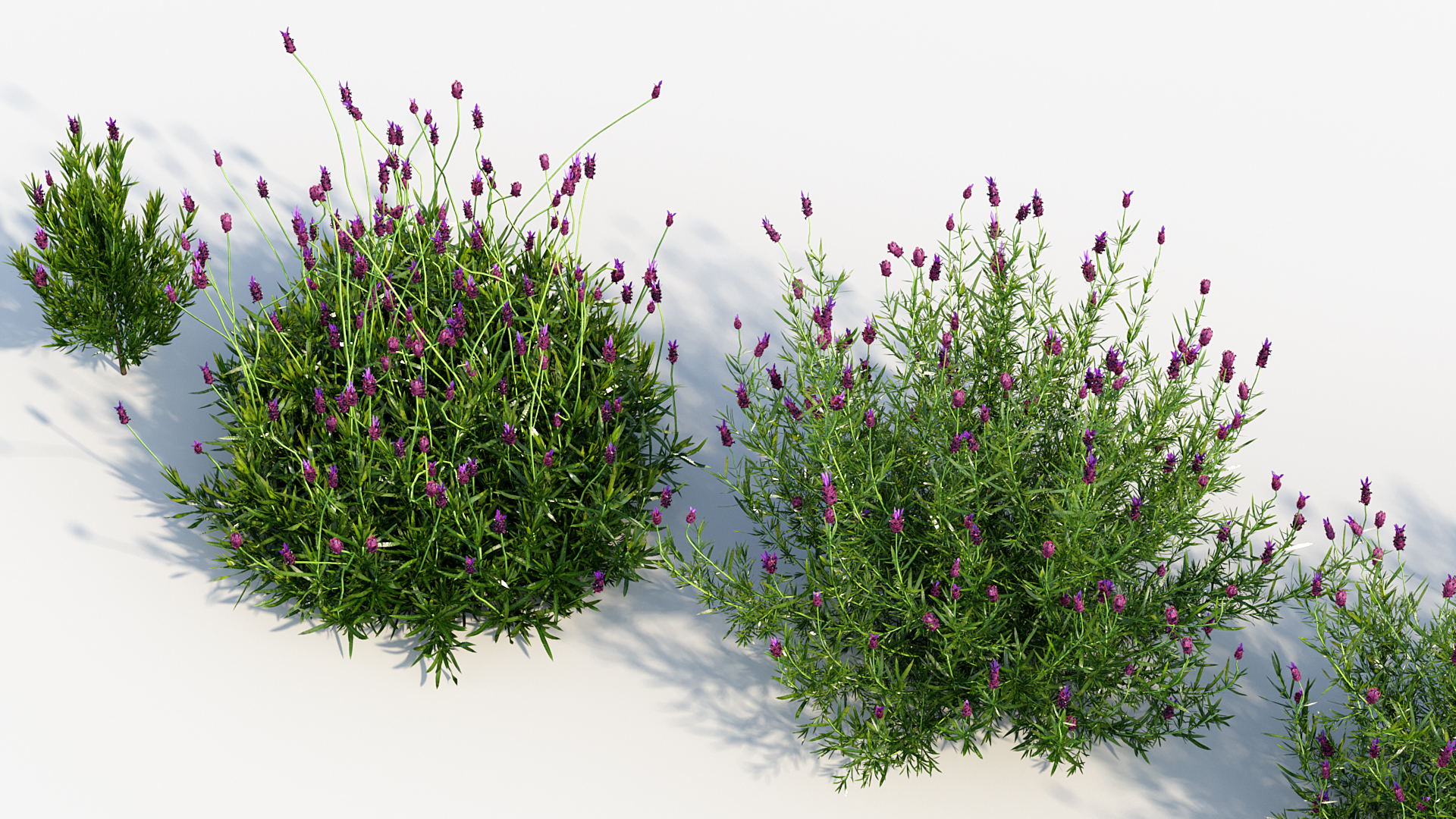 BC_PM_P013_Lavandula_stoechas_06