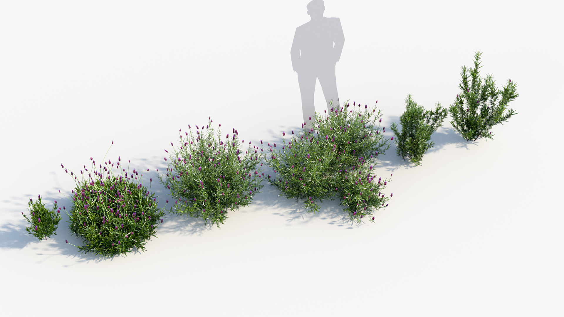 BC_PM_P013_Lavandula_stoechas_07