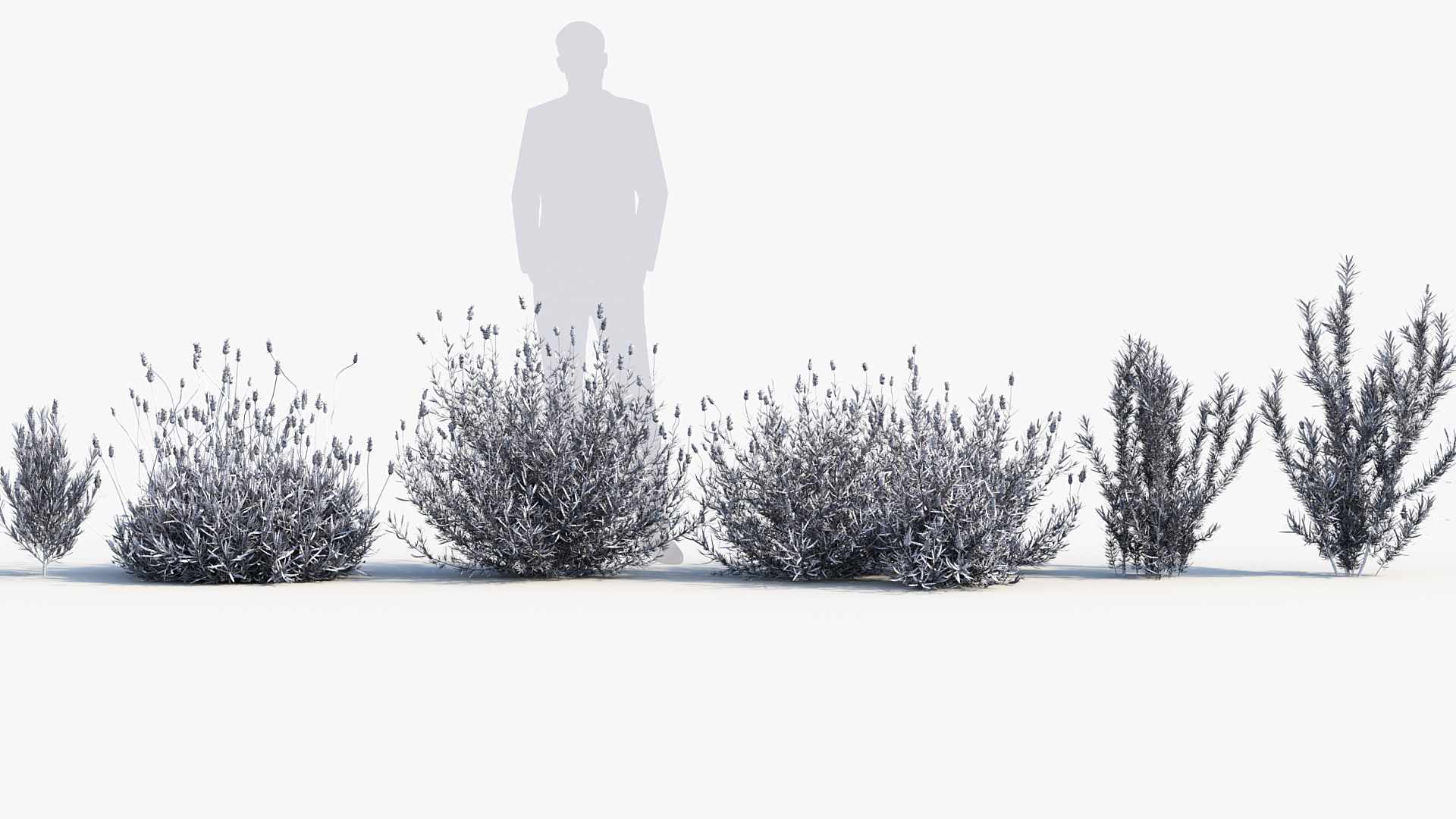 BC_PM_P013_Lavandula_stoechas_Wire