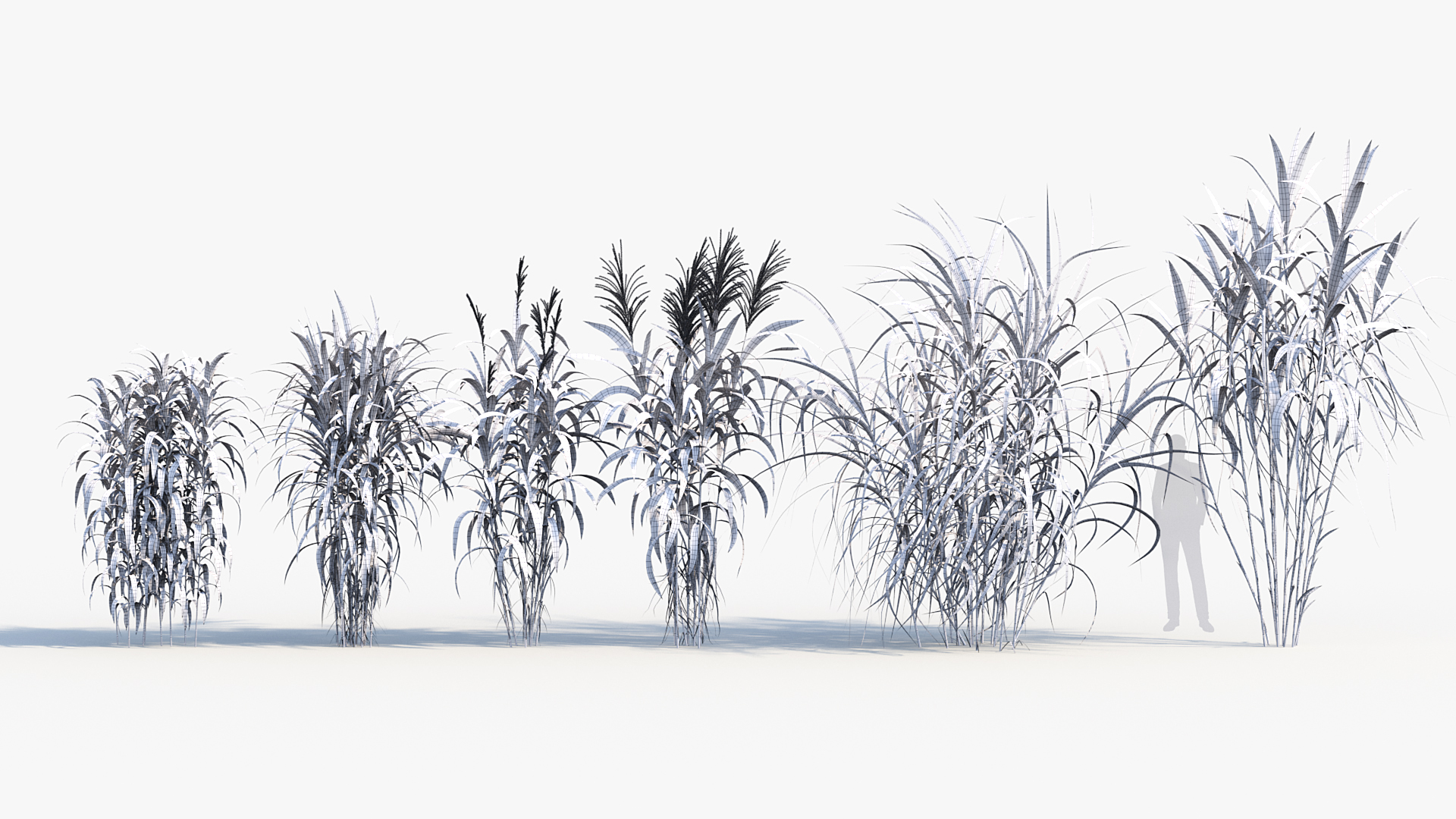 BC_PM_P013_Miscanthus_floridulus_Wire
