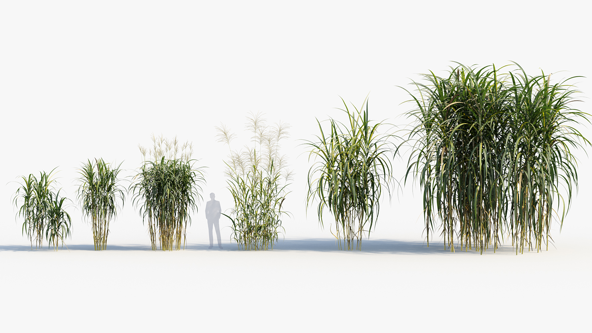 BC_PM_P013_Miscanthus_giganteus_01