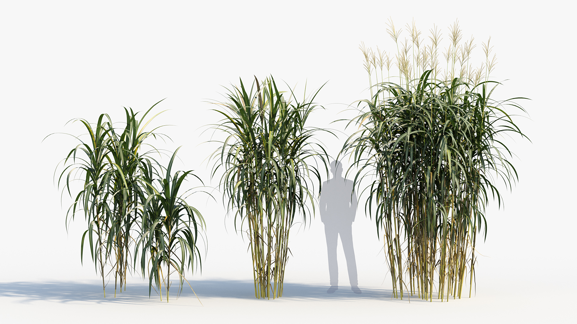 BC_PM_P013_Miscanthus_giganteus_02