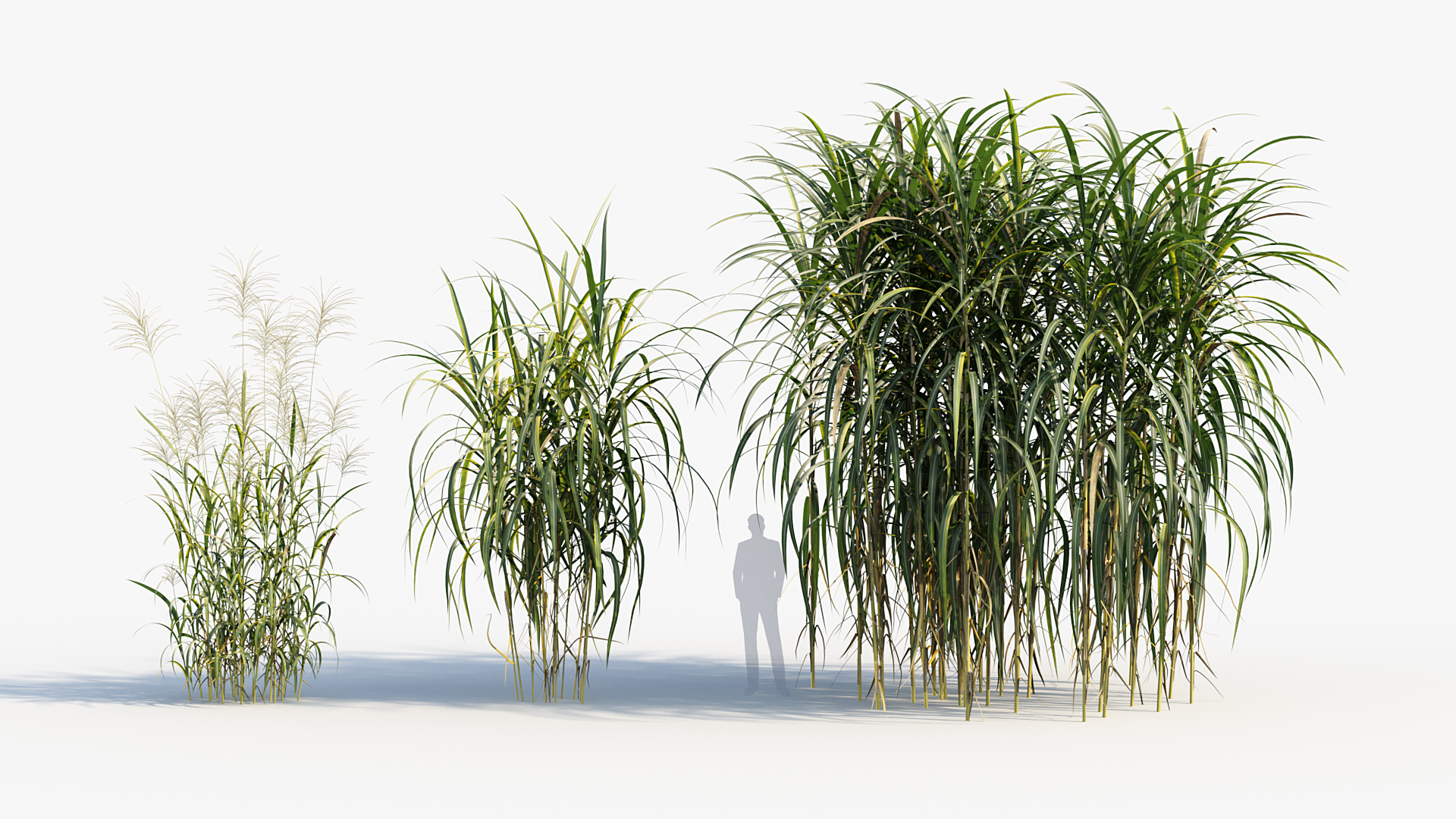 BC_PM_P013_Miscanthus_giganteus_03