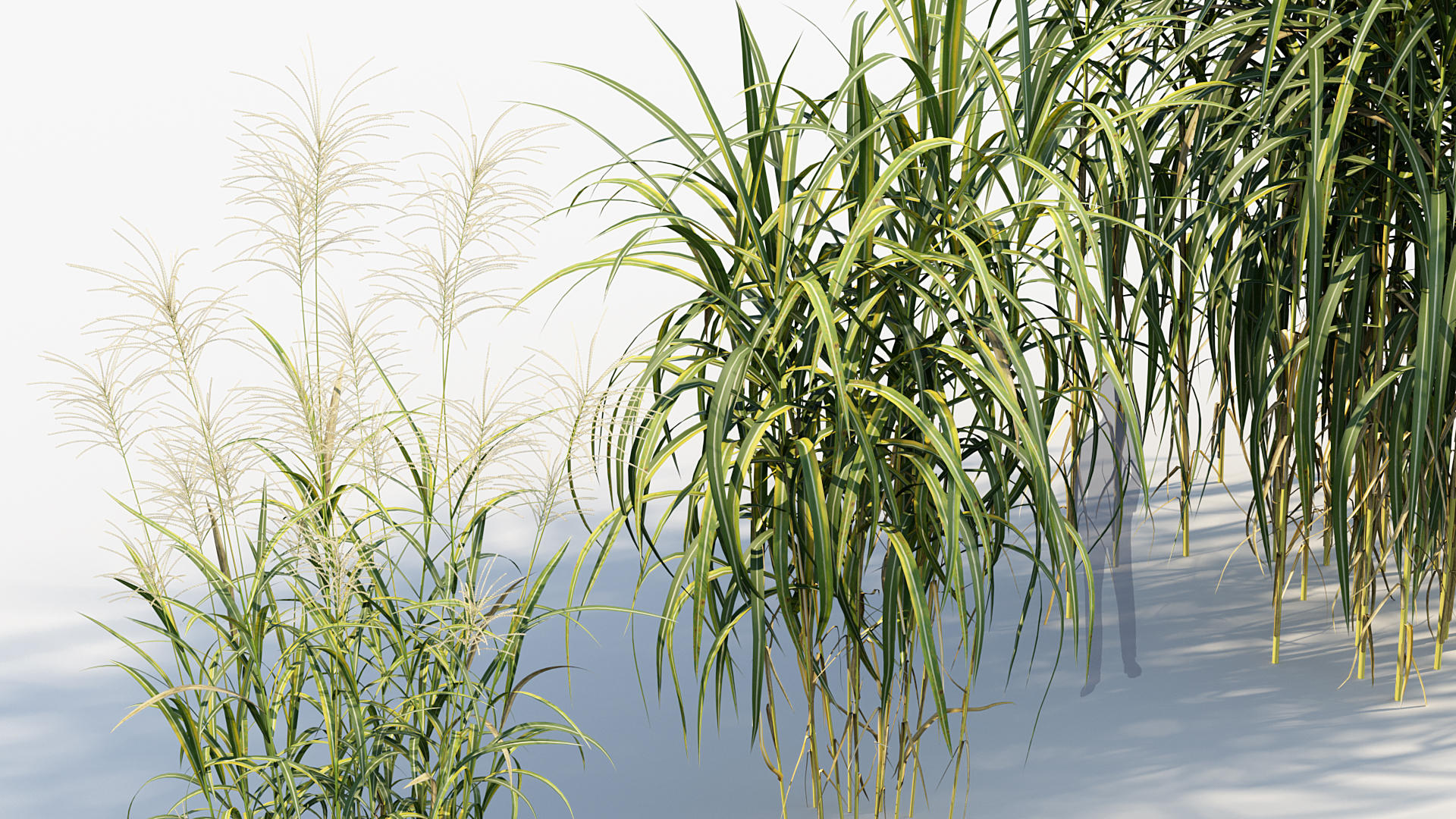 BC_PM_P013_Miscanthus_giganteus_04