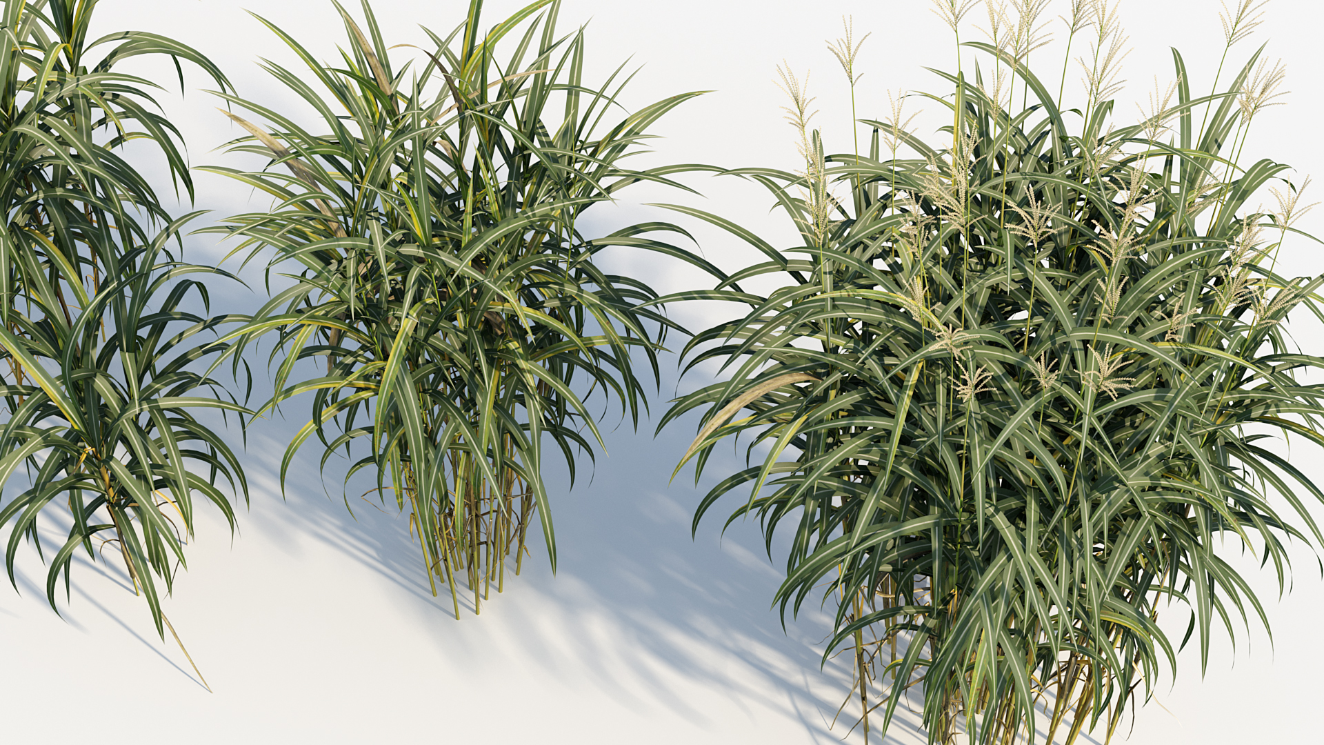 BC_PM_P013_Miscanthus_giganteus_05