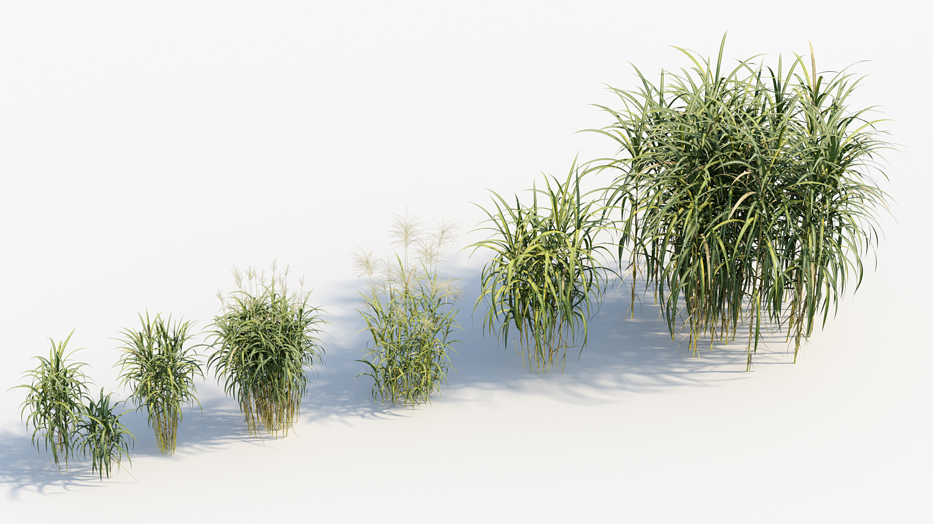 BC_PM_P013_Miscanthus_giganteus_06