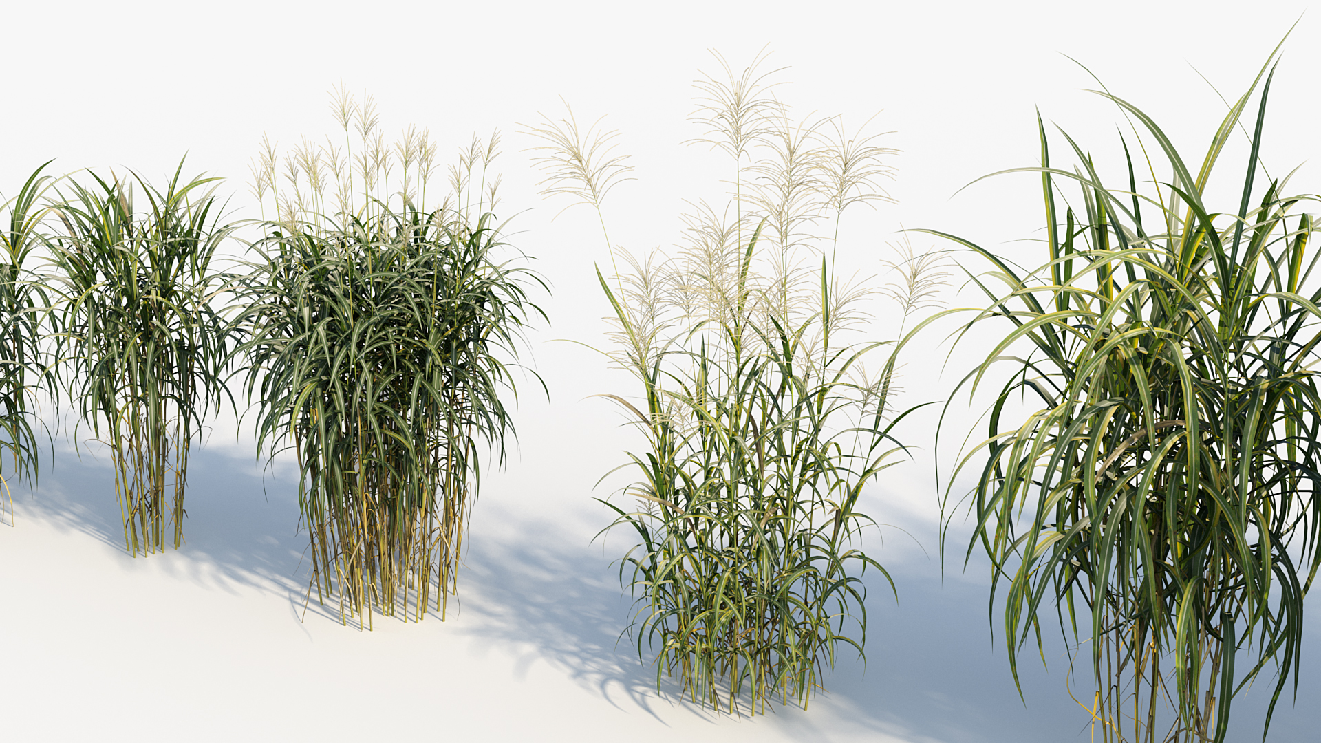 BC_PM_P013_Miscanthus_giganteus_07