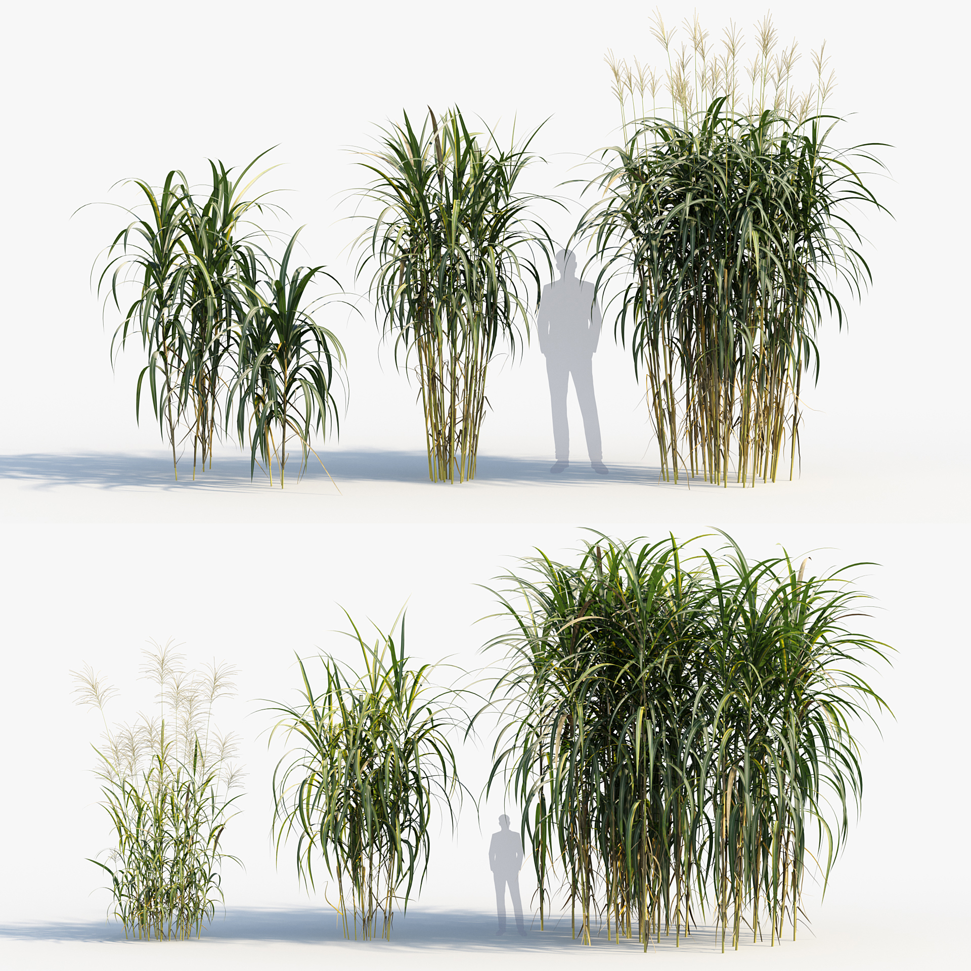 BC_PM_P013_Miscanthus_giganteus_PRV