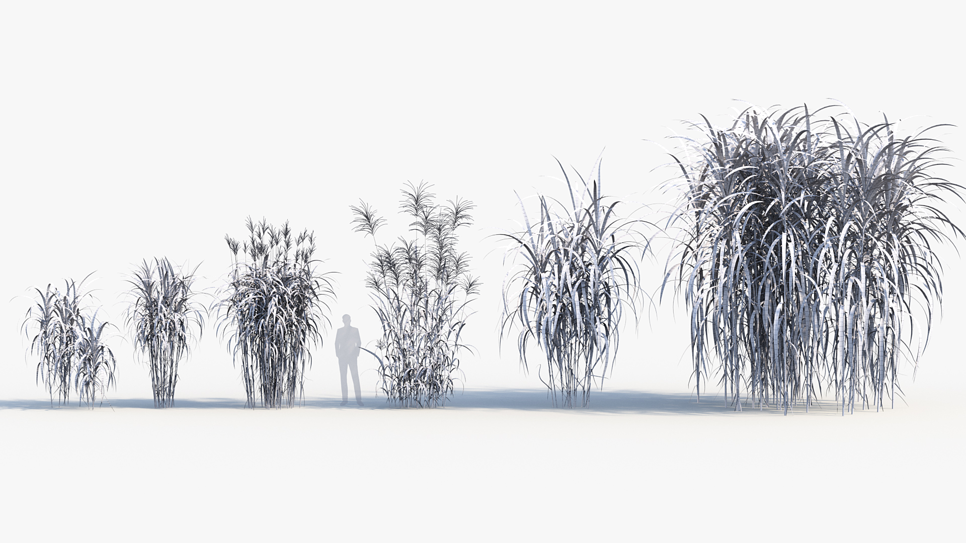 BC_PM_P013_Miscanthus_giganteus_Wire
