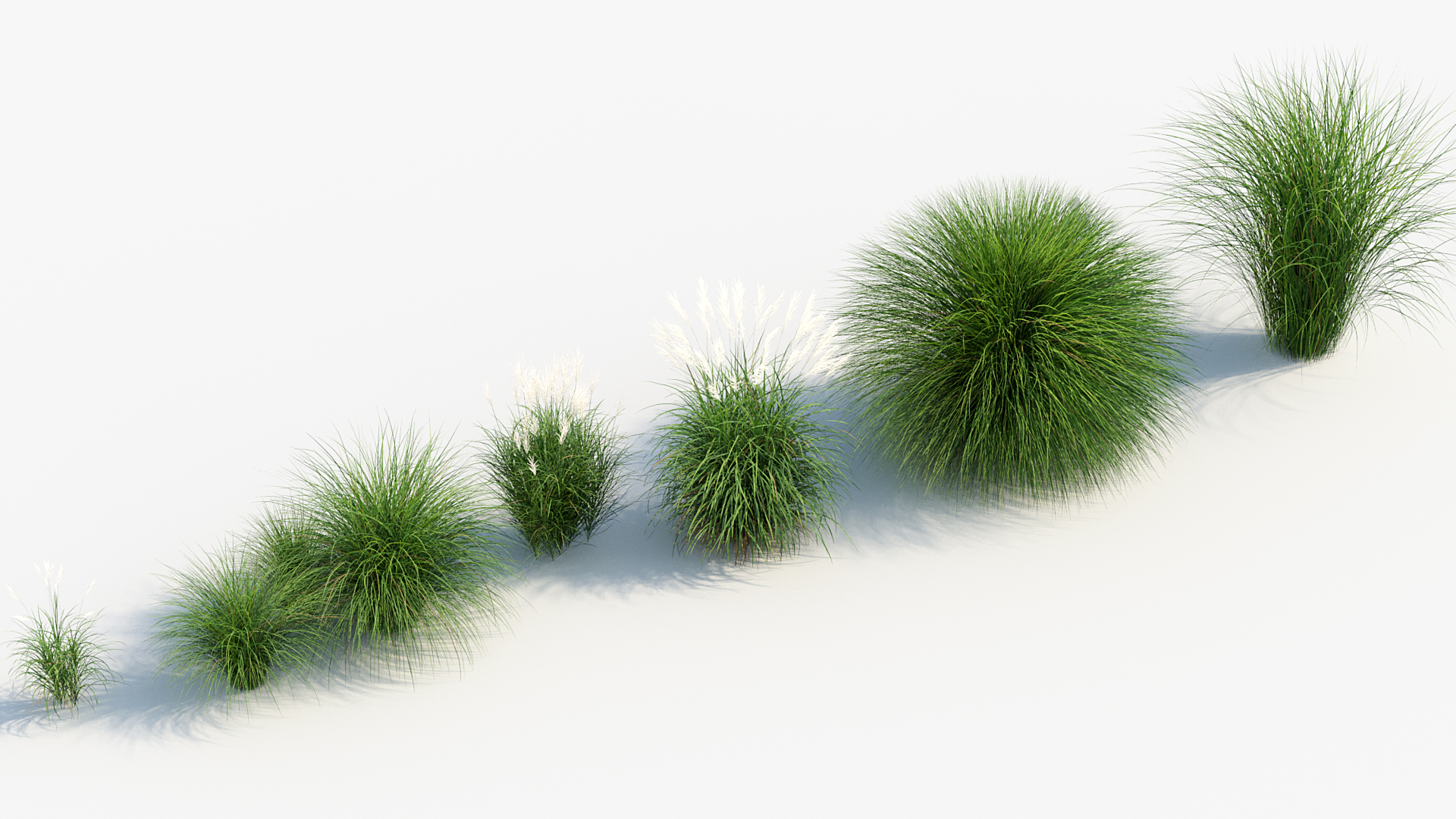 BC_PM_P013_Miscanthus_sinensis_06