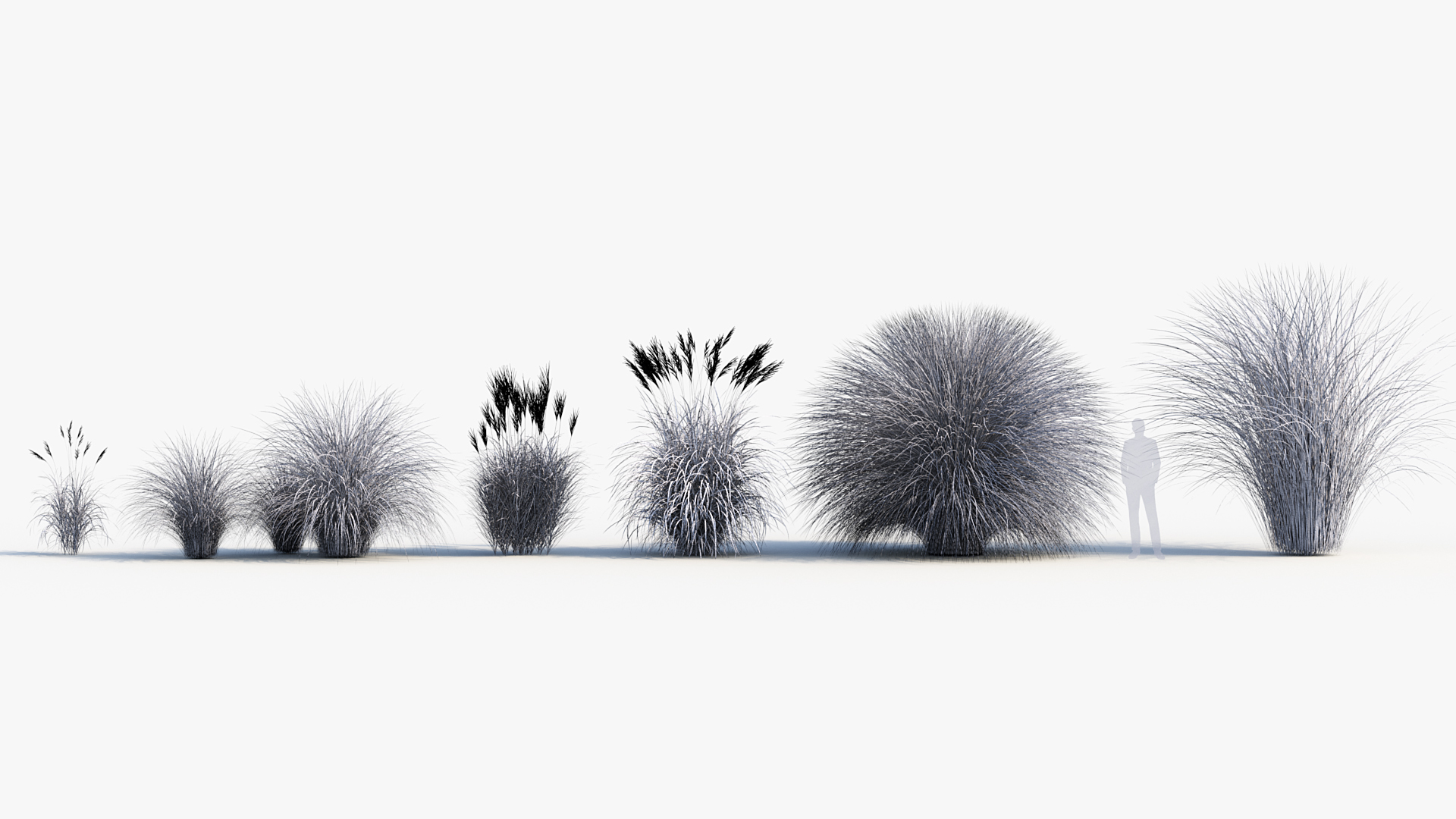 BC_PM_P013_Miscanthus_sinensis_Wire