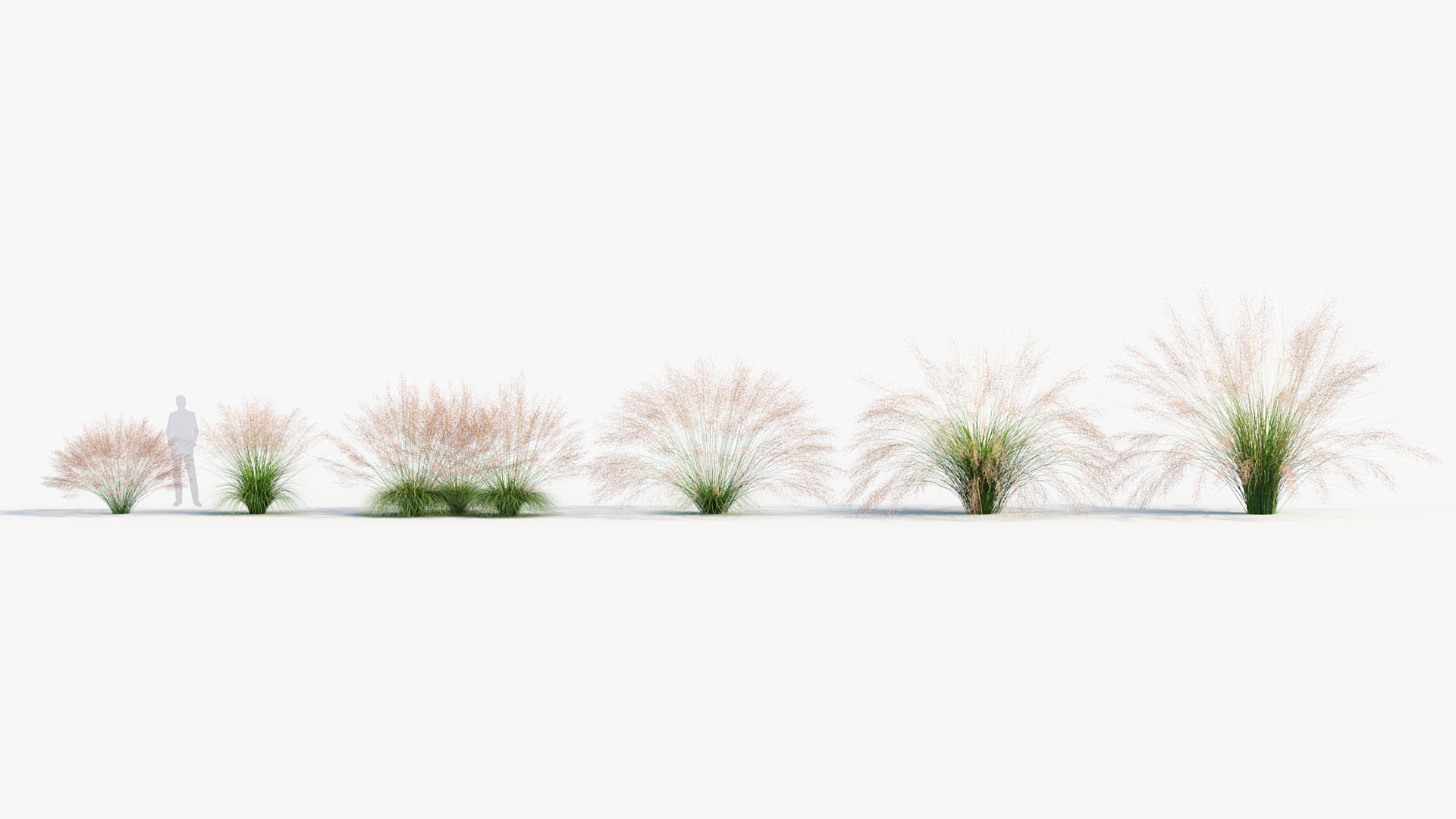 BC_PM_P013_Muhly_grass_01