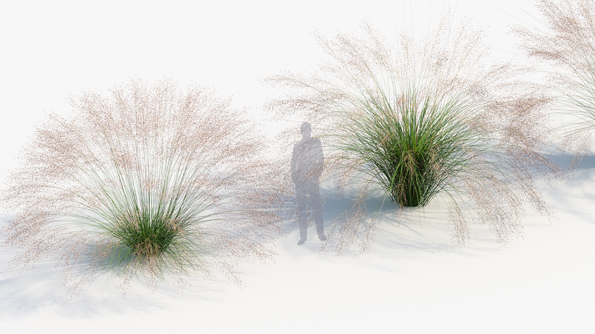 BC_PM_P013_Muhly_grass_04