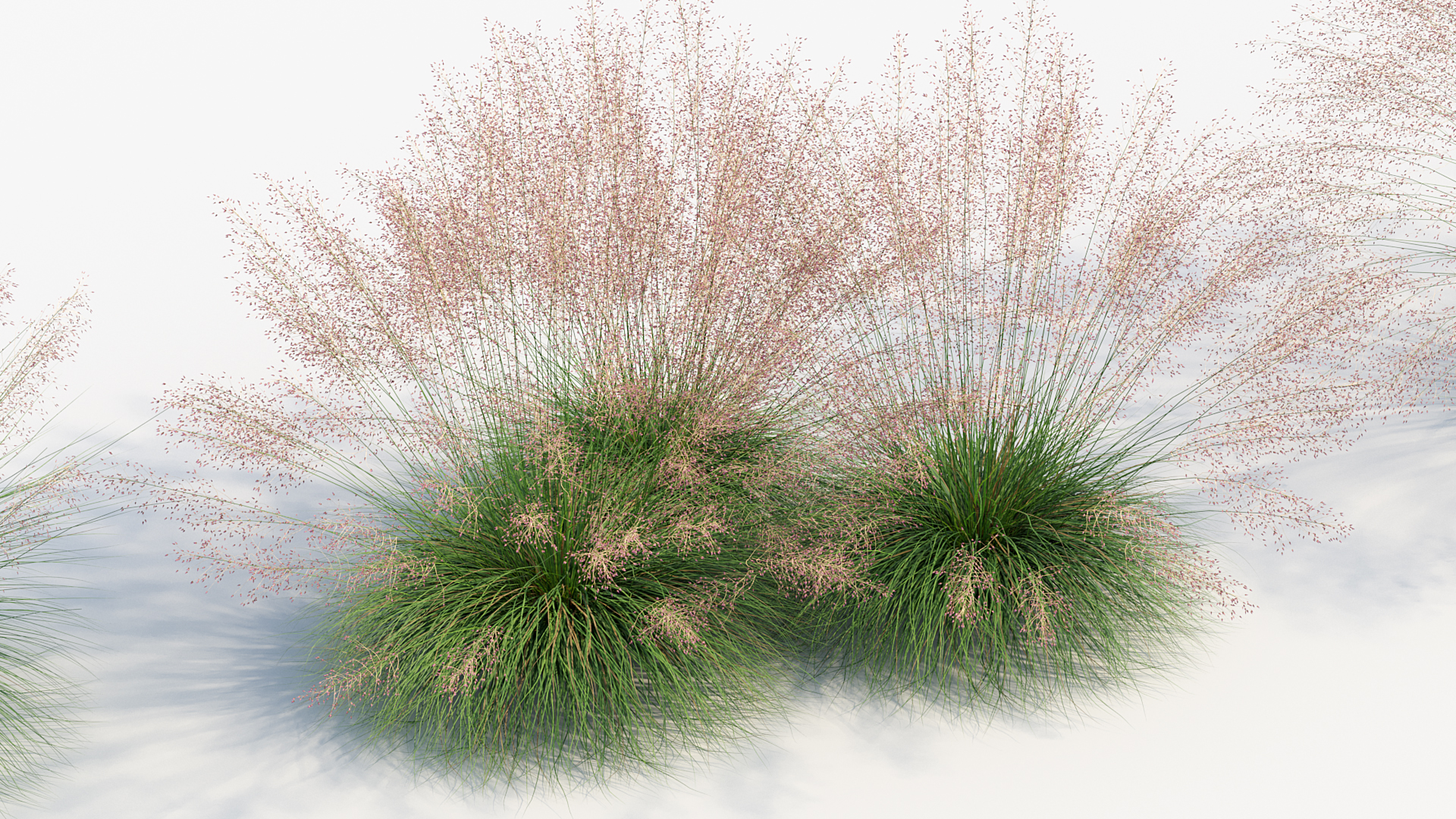 BC_PM_P013_Muhly_grass_07