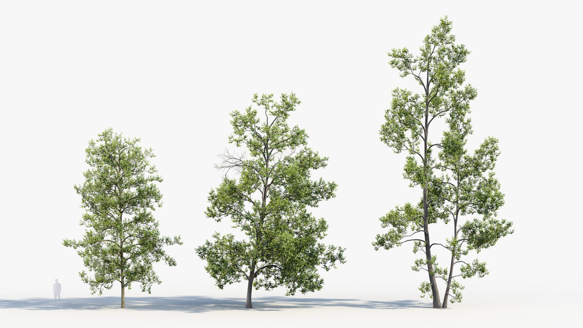 Alnus glutinosa – Black alder 3D Model 01 – Free 3D model for design.