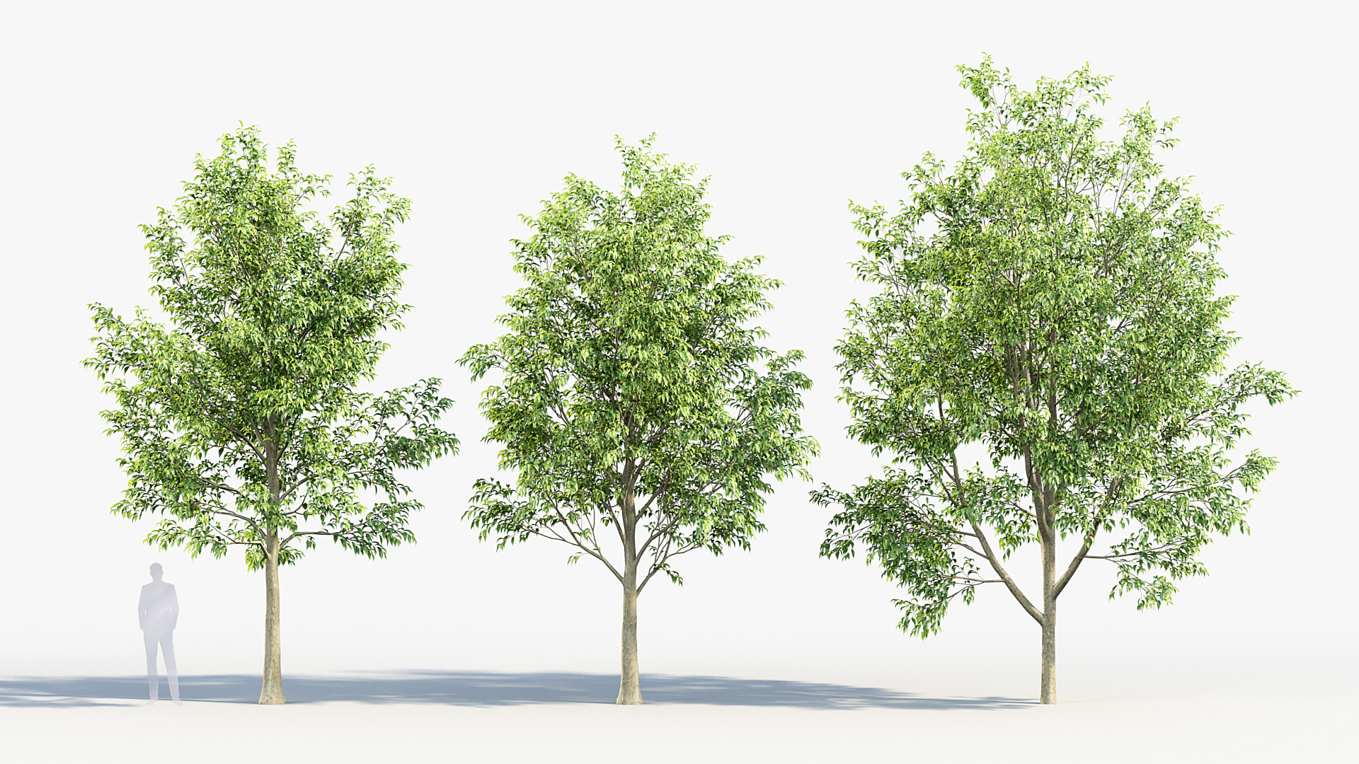 BC_PM_P014_Celtis_australis_02_03