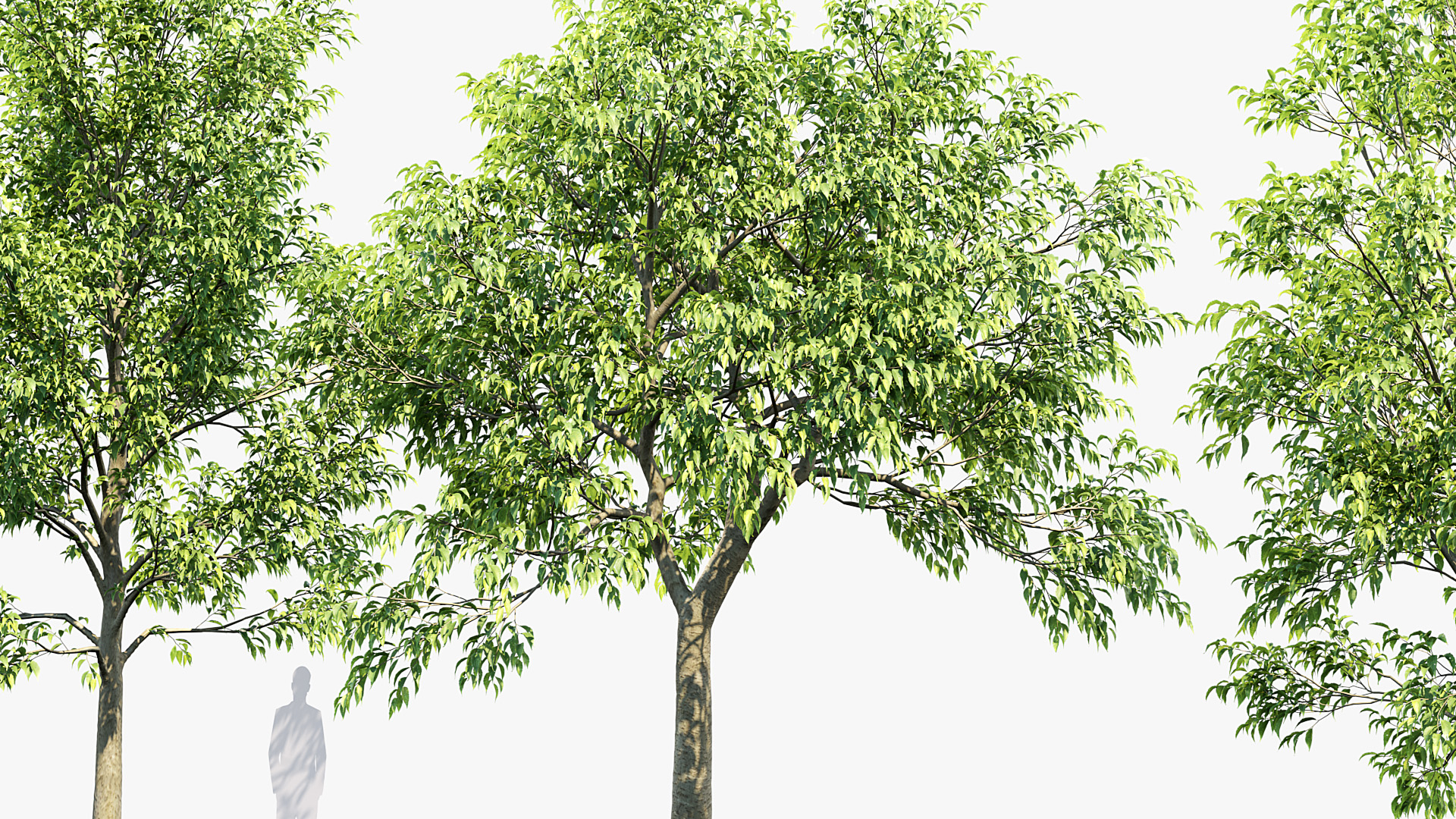 BC_PM_P014_Celtis_australis_02_05