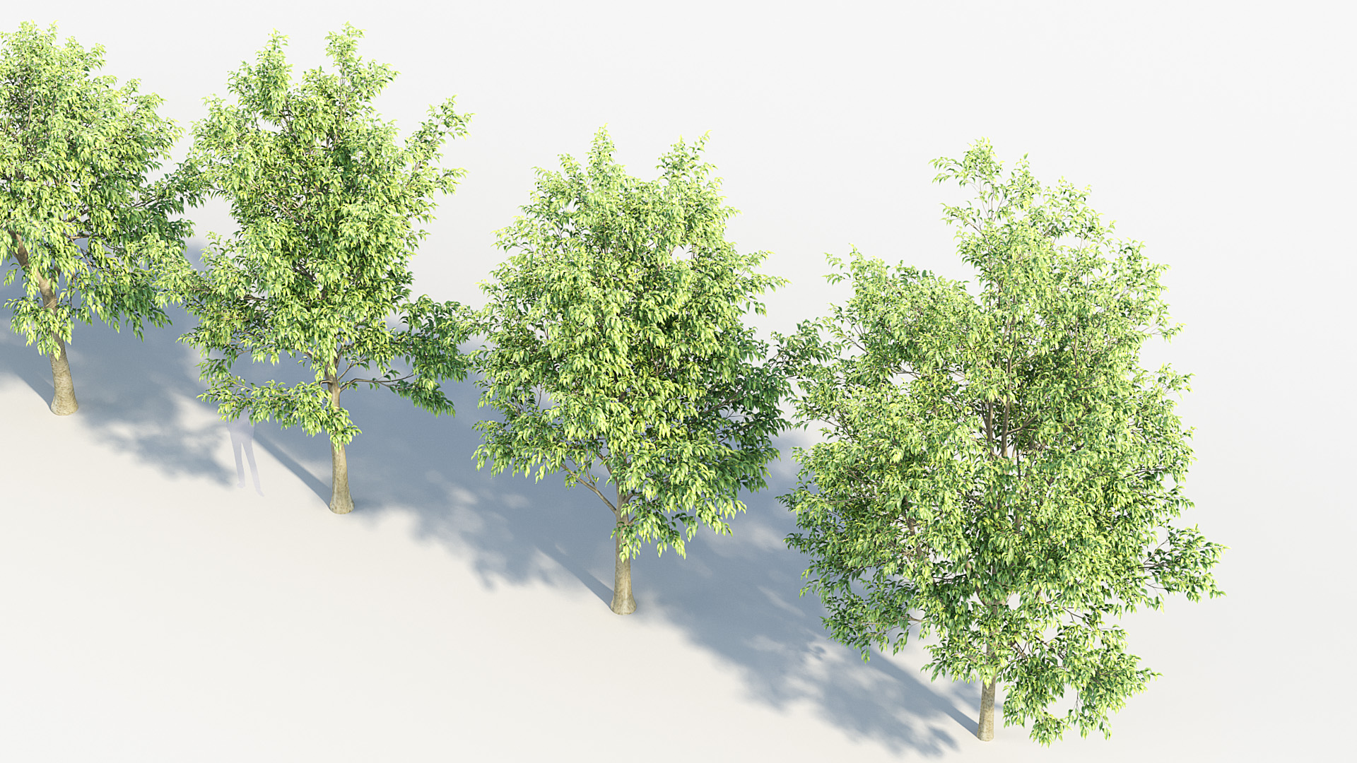 BC_PM_P014_Celtis_australis_02_06