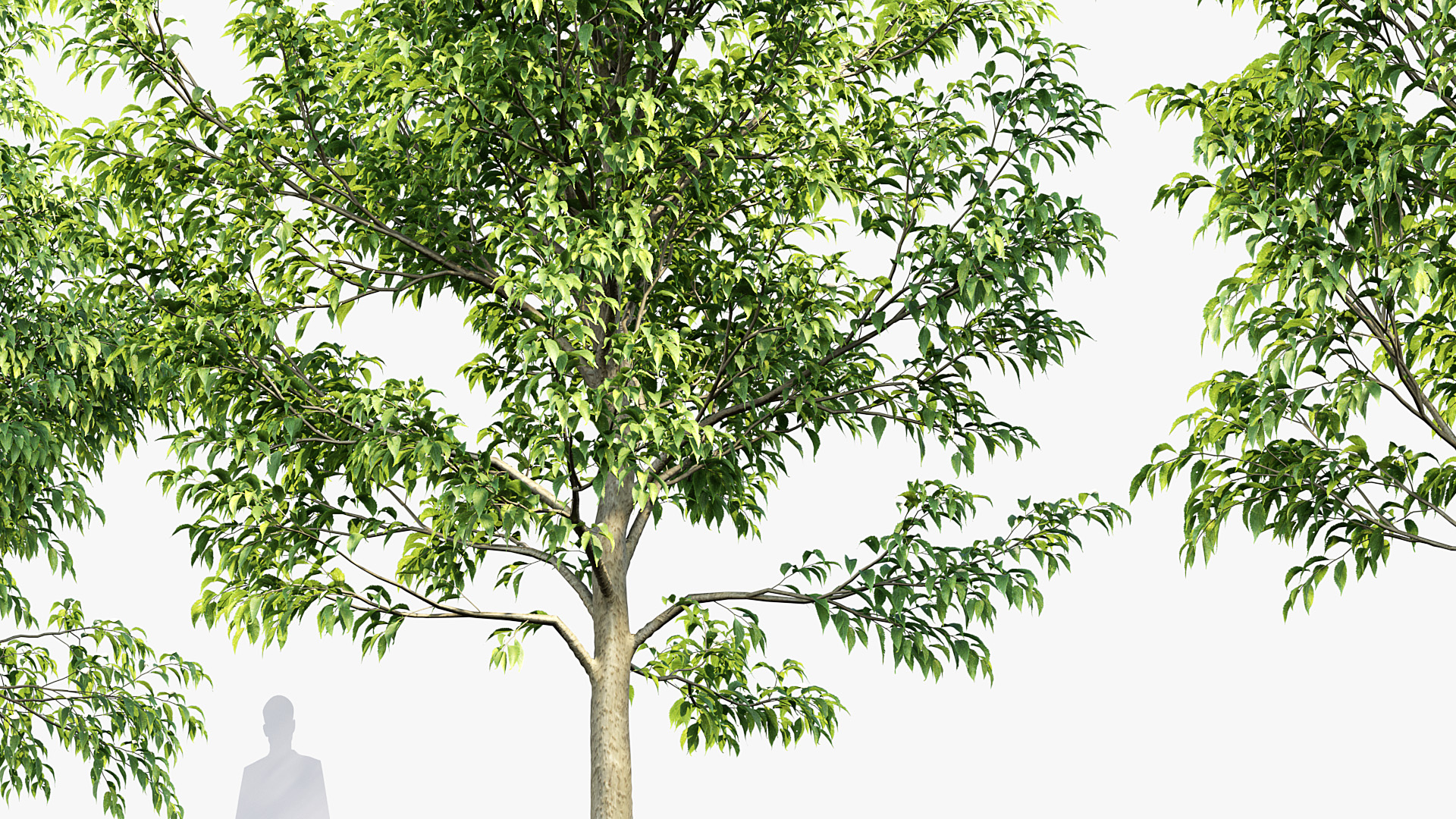 BC_PM_P014_Celtis_australis_02_07