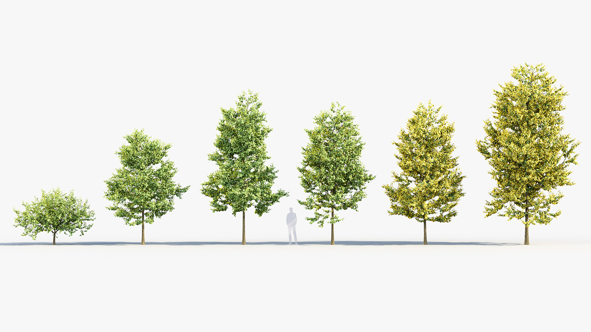 BC_PM_P014_Corylus_colurna_01_01