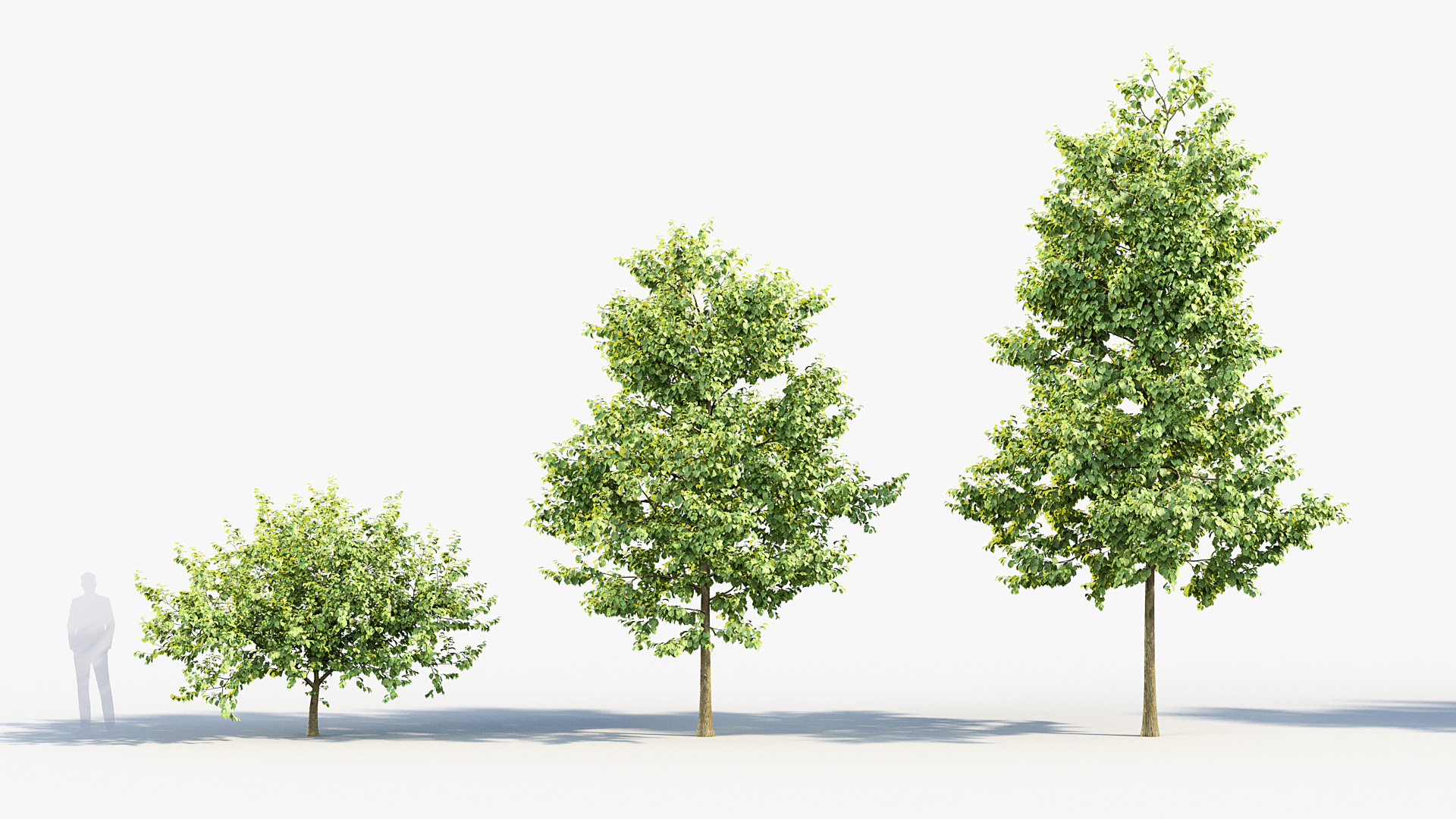 BC_PM_P014_Corylus_colurna_01_02