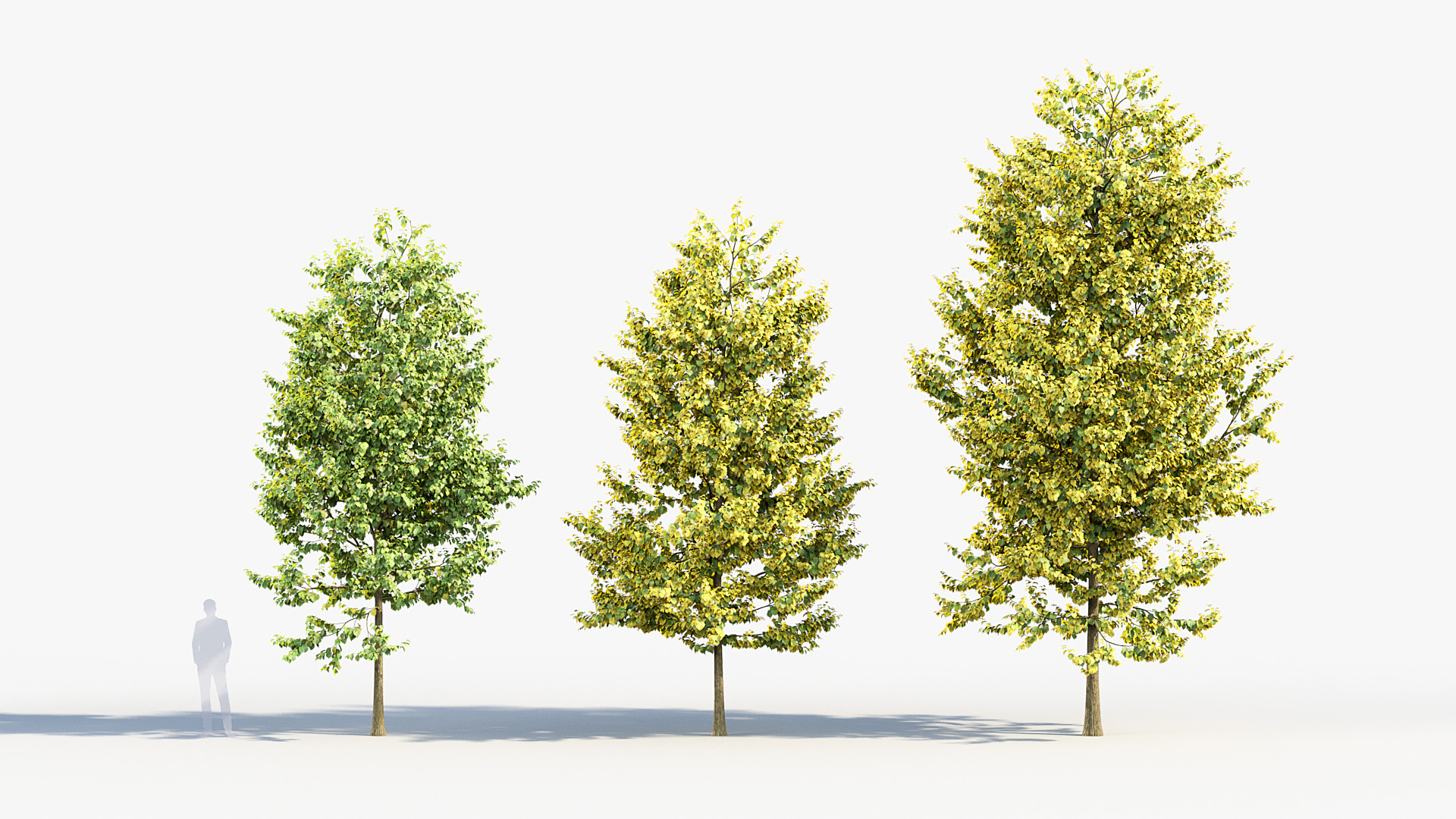 BC_PM_P014_Corylus_colurna_01_03