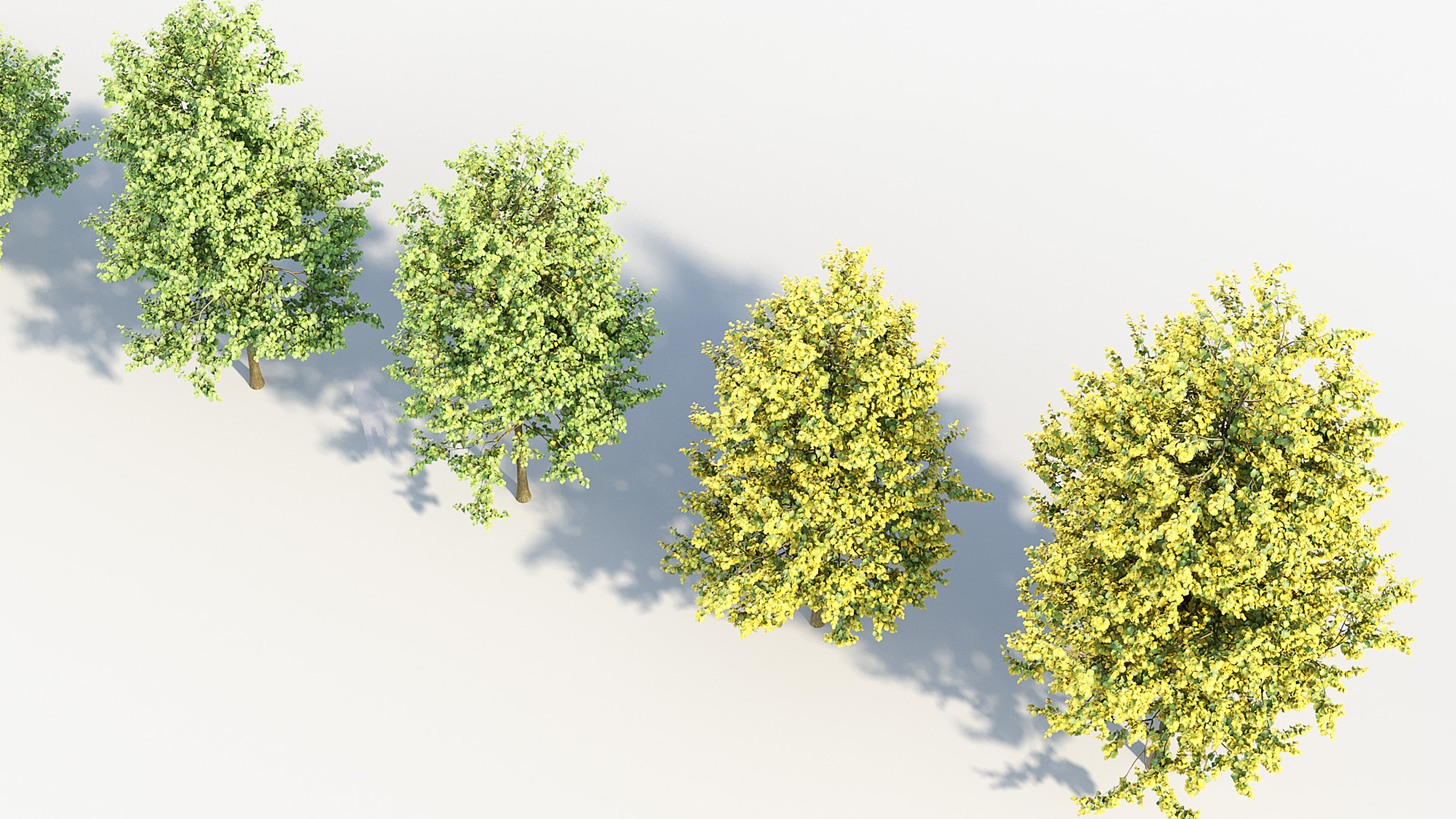 BC_PM_P014_Corylus_colurna_01_04