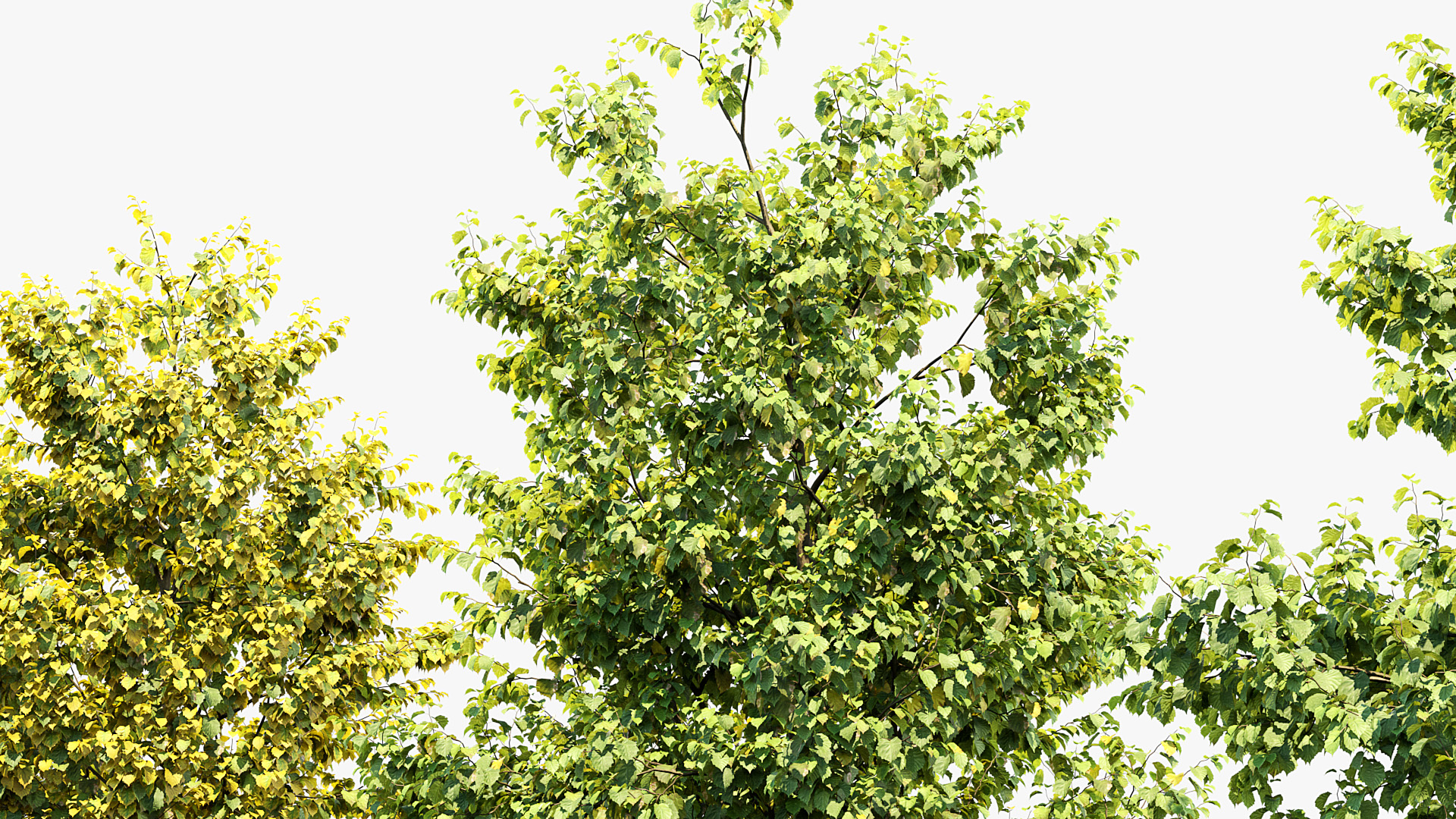BC_PM_P014_Corylus_colurna_01_05