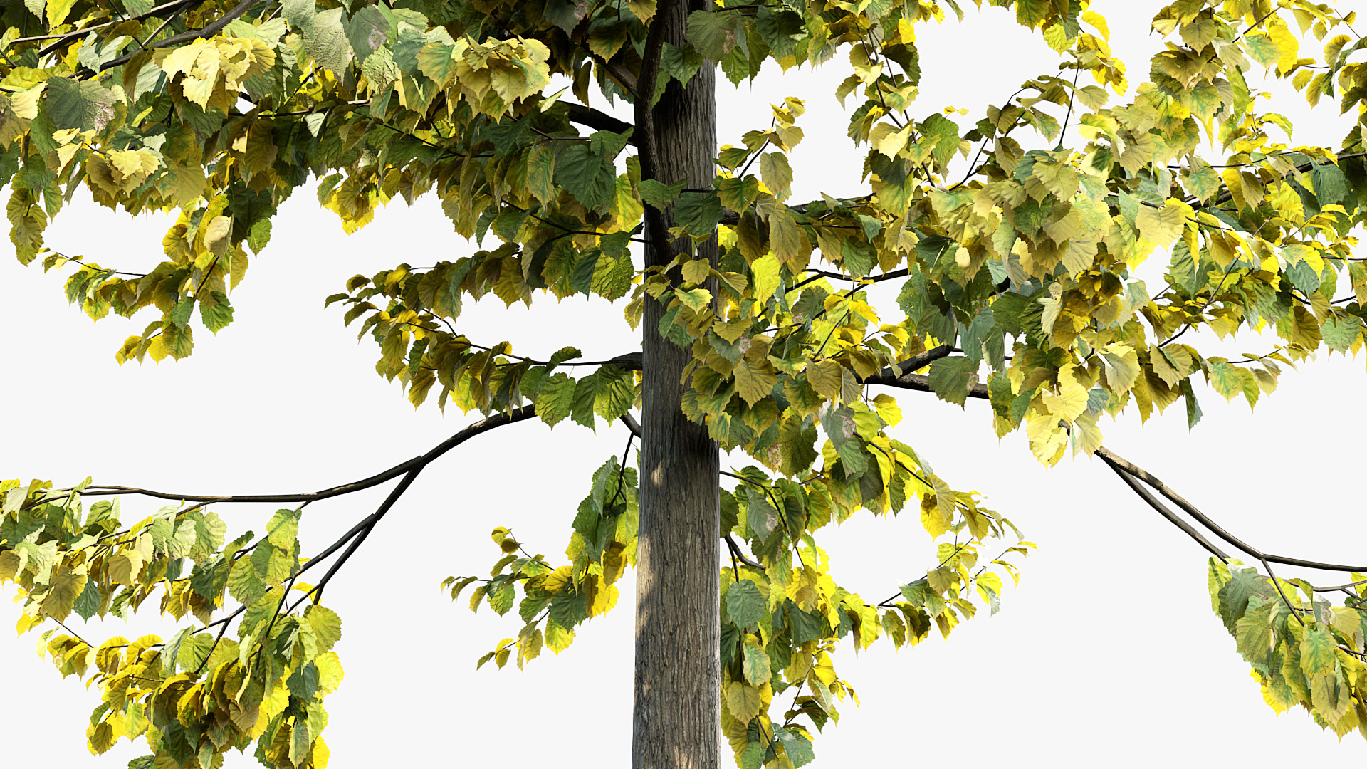 BC_PM_P014_Corylus_colurna_01_06