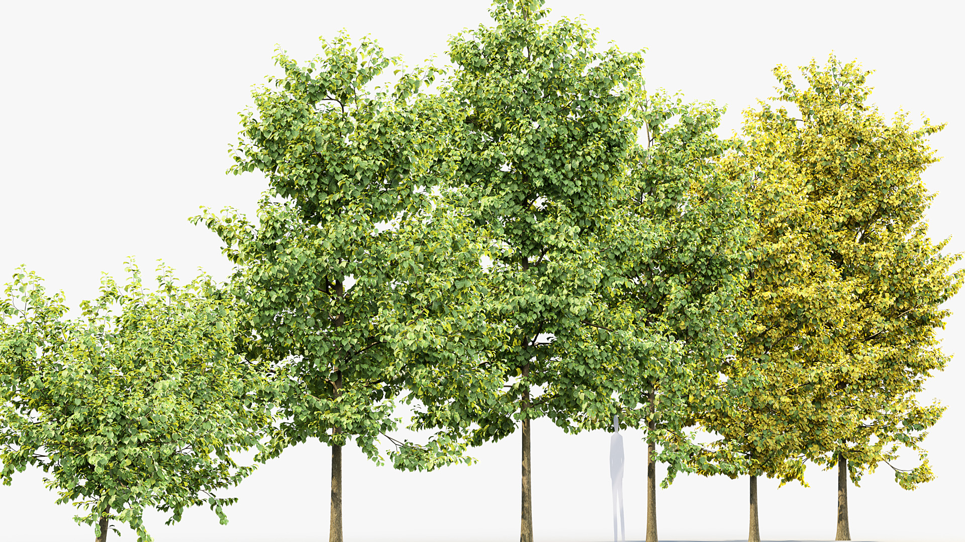 BC_PM_P014_Corylus_colurna_01_07