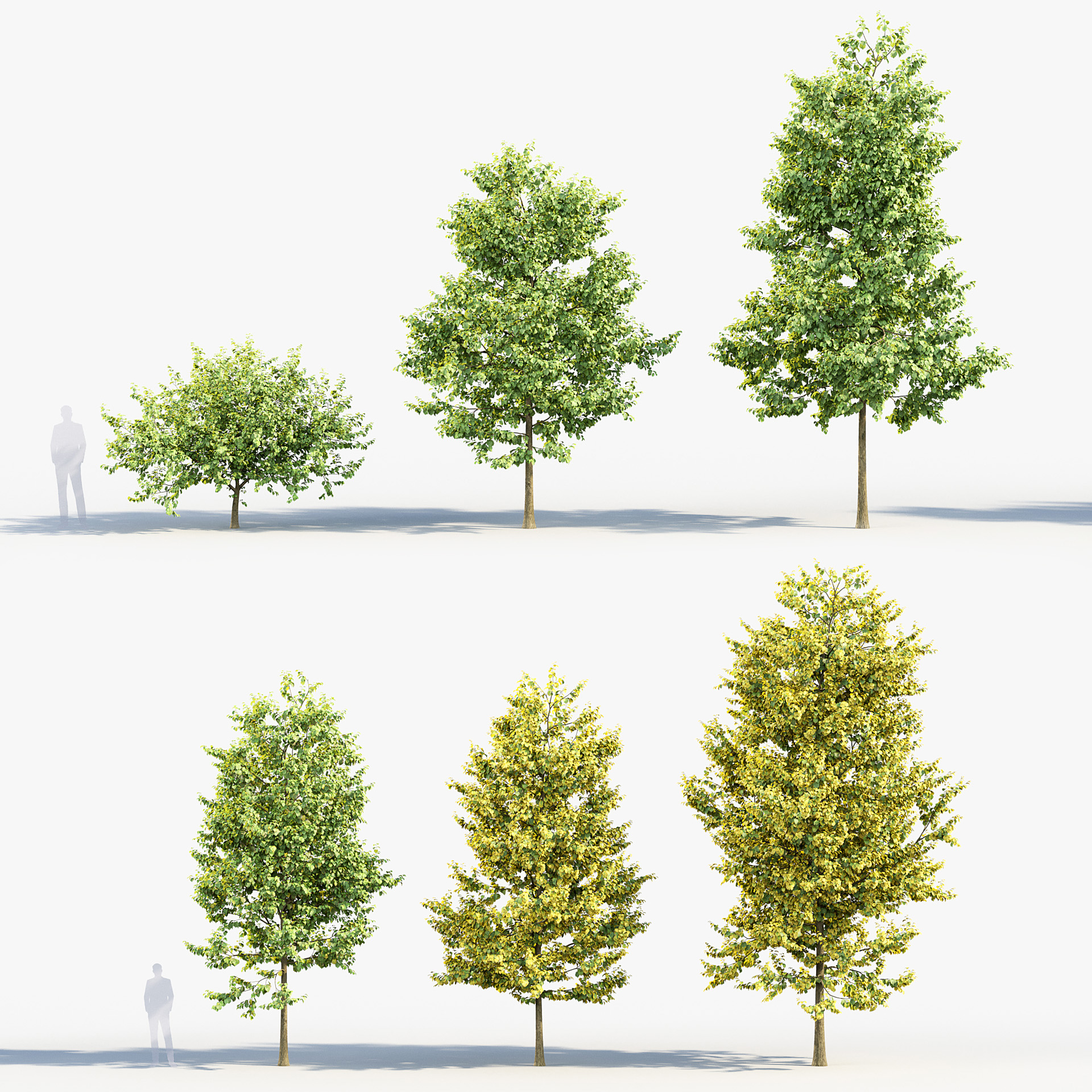 BC_PM_P014_Corylus_colurna_01_PRV