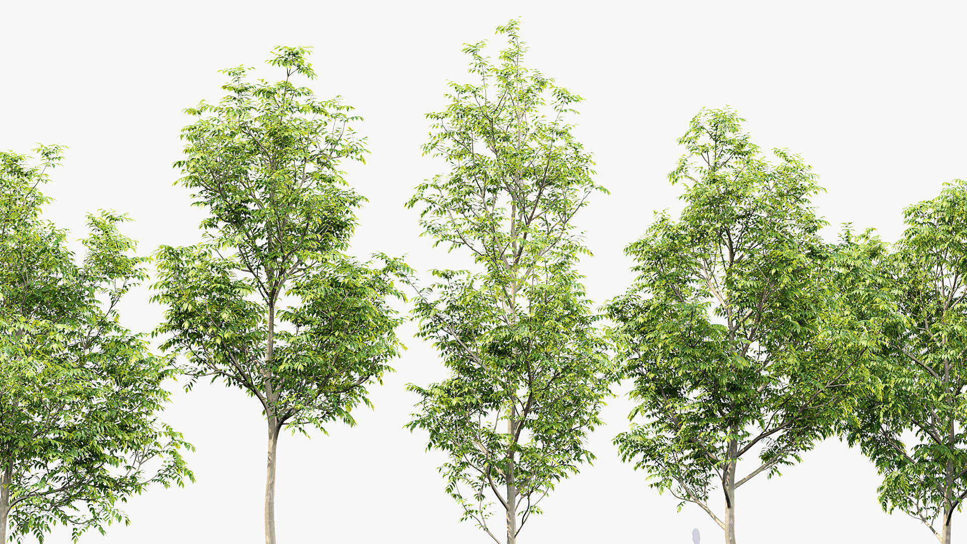 BC_PM_P014_Fraxinus_excelsior_01_04