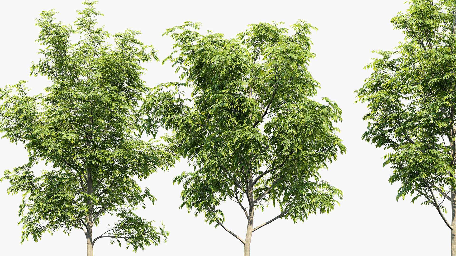 BC_PM_P014_Fraxinus_excelsior_01_05