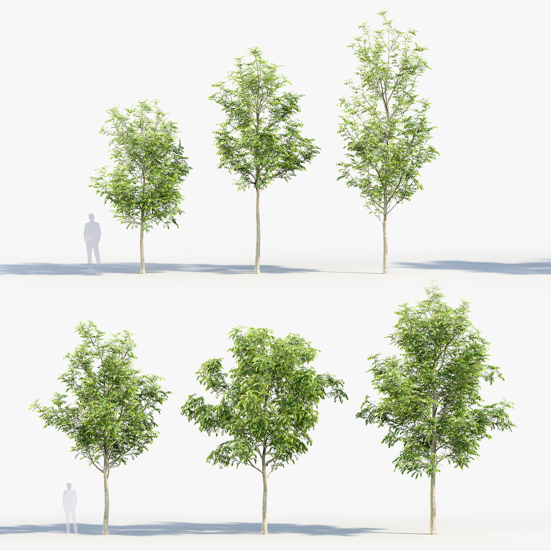 BC_PM_P014_Fraxinus_excelsior_01_PRV