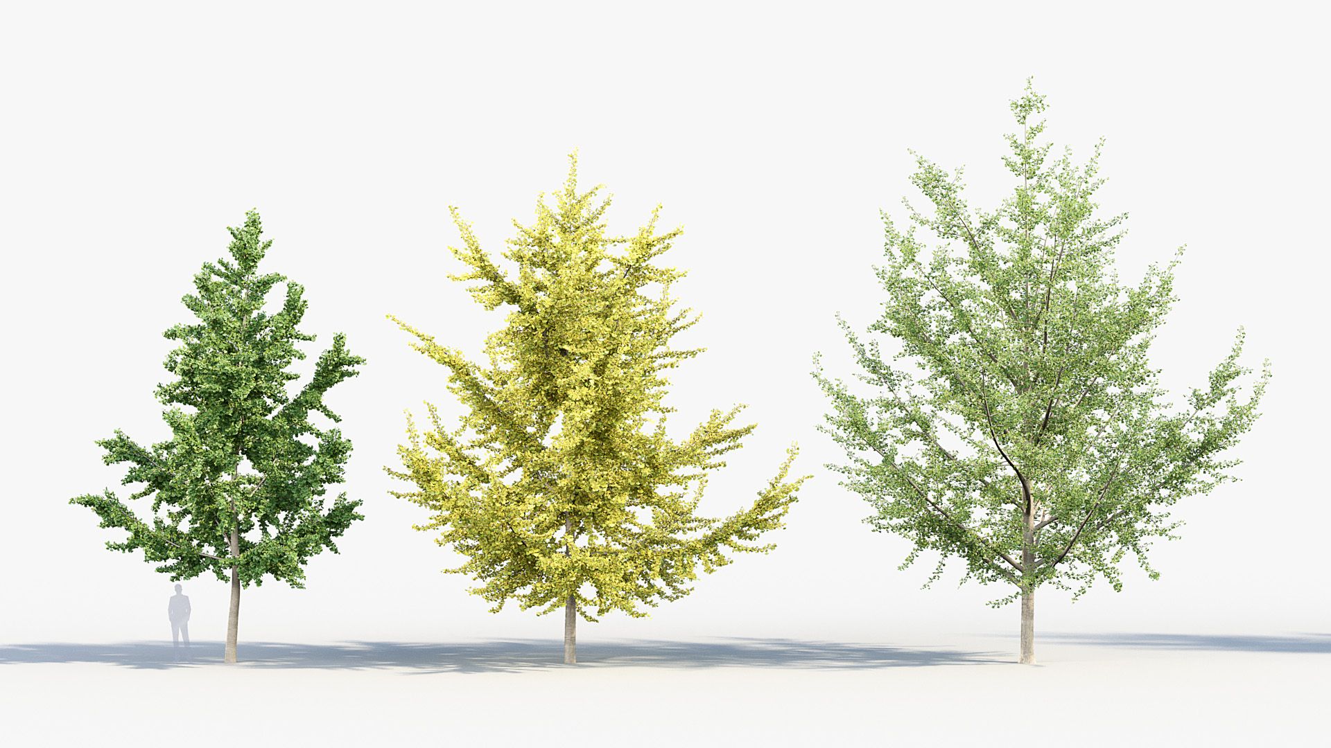 BC_PM_P014_Ginkgo_biloba_02_02