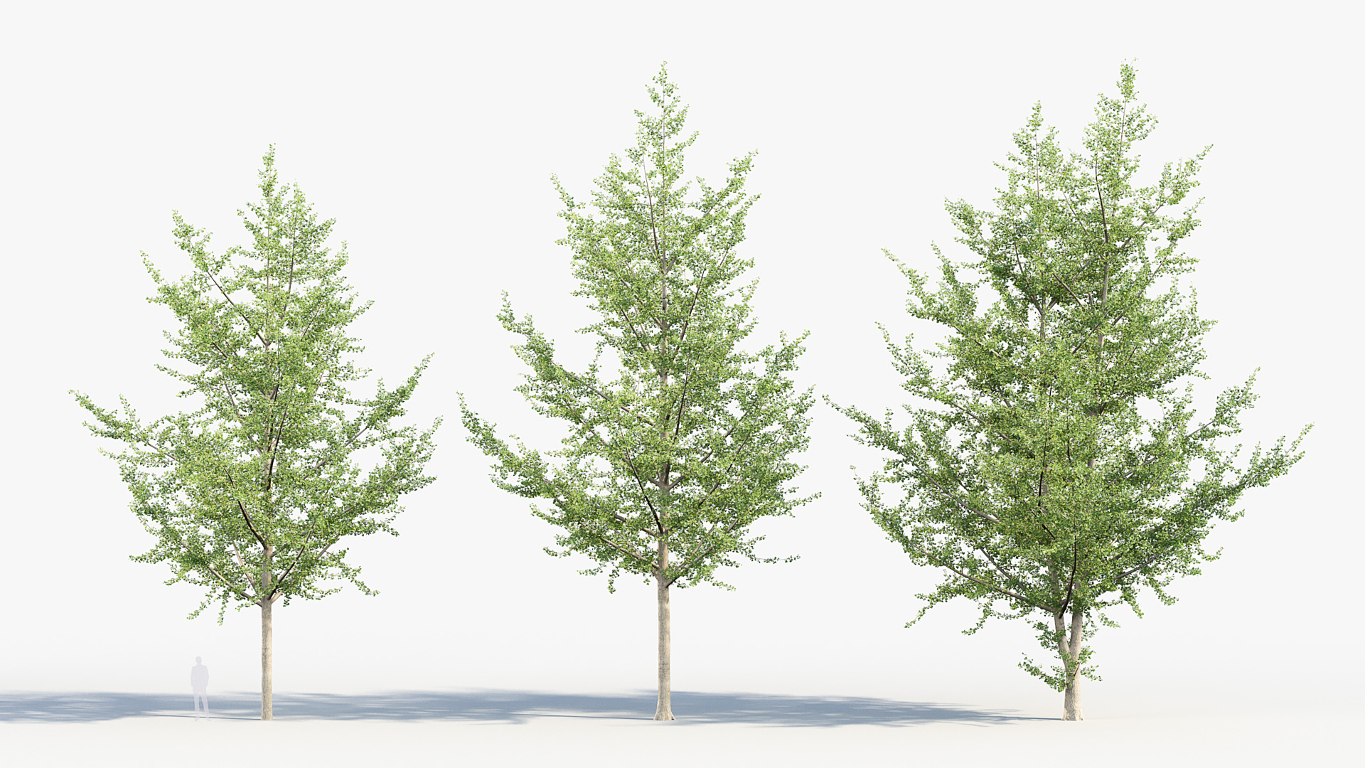 BC_PM_P014_Ginkgo_biloba_02_03