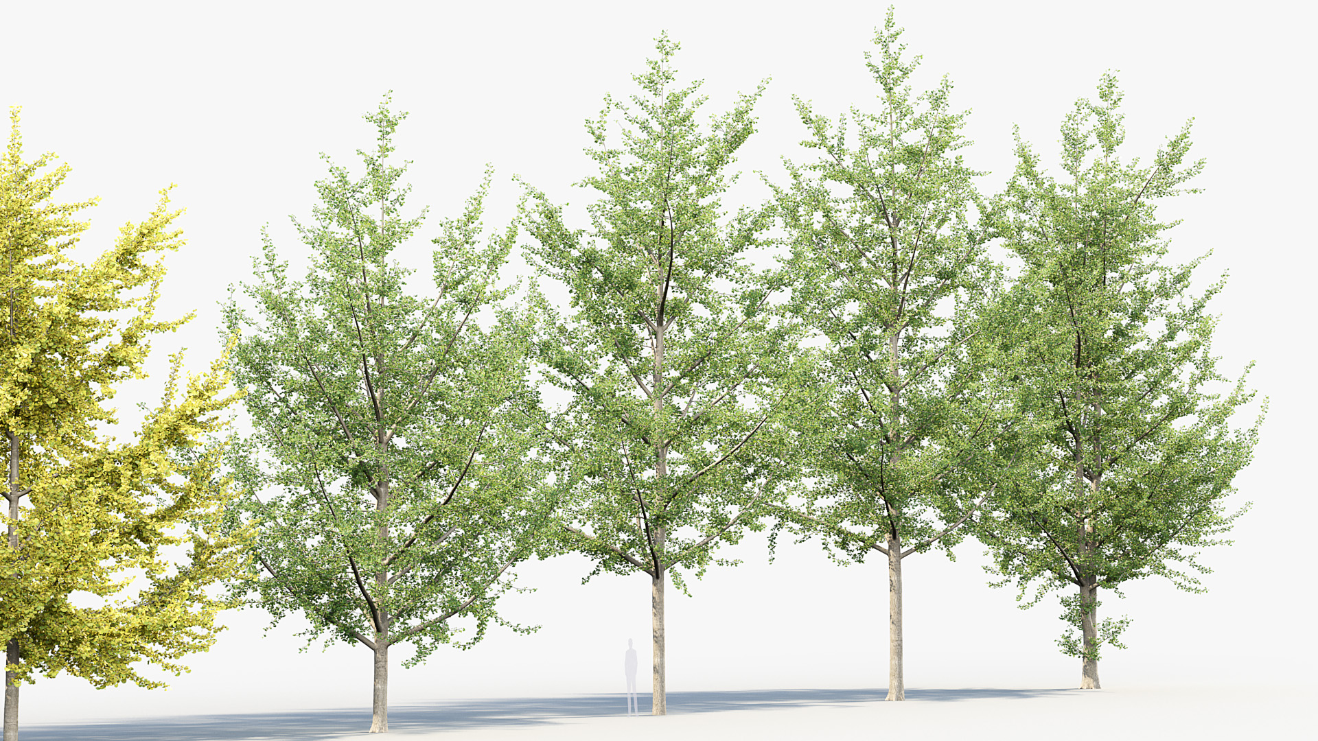 BC_PM_P014_Ginkgo_biloba_02_04