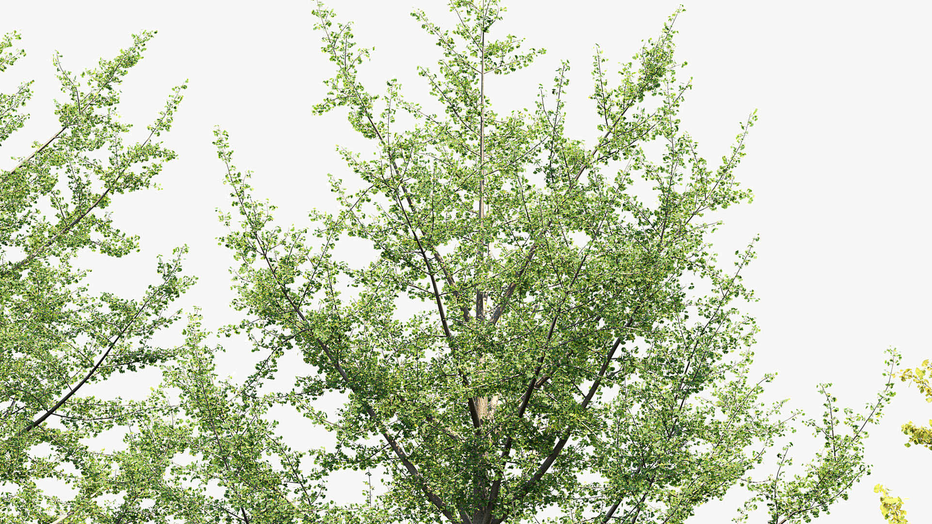 BC_PM_P014_Ginkgo_biloba_02_05