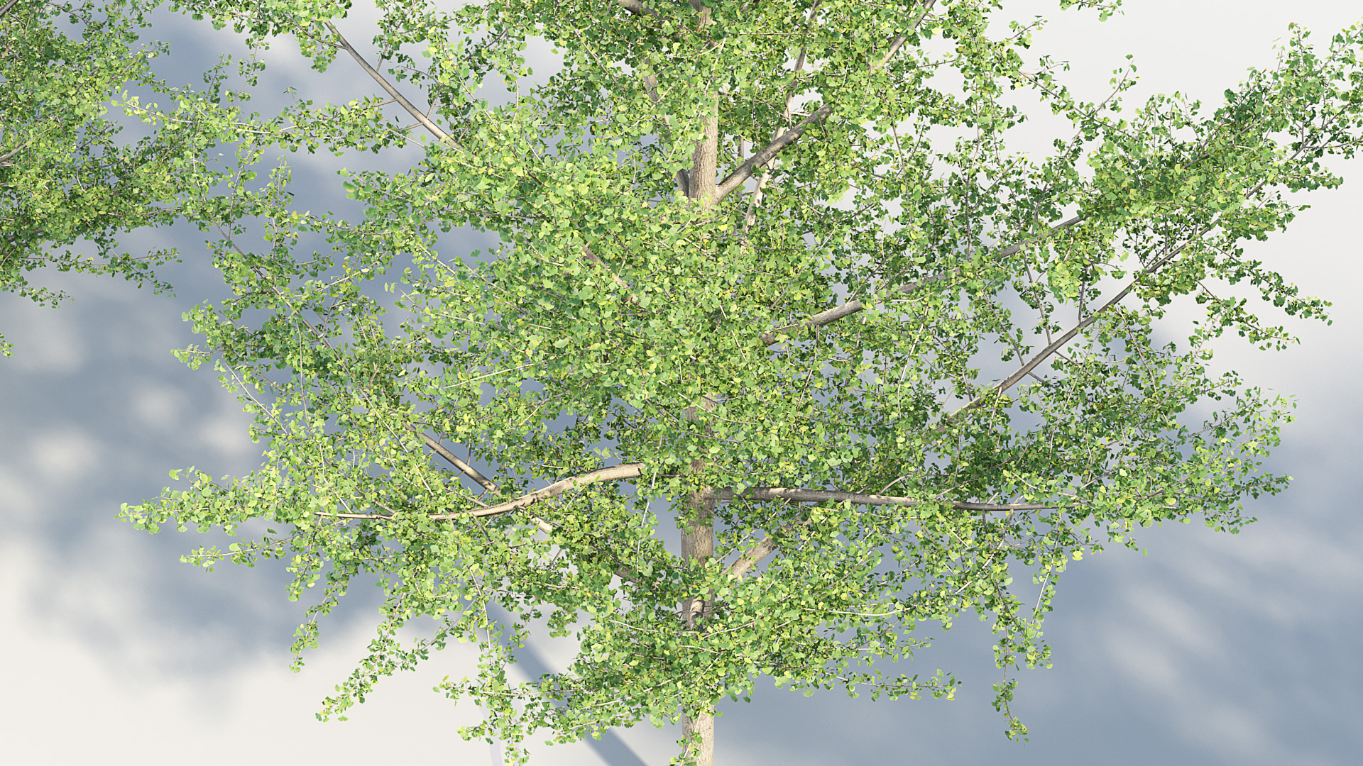 BC_PM_P014_Ginkgo_biloba_02_06