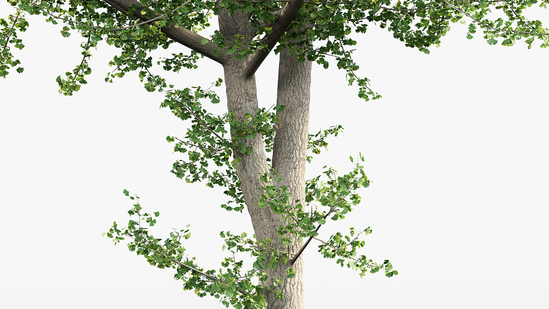 BC_PM_P014_Ginkgo_biloba_02_07