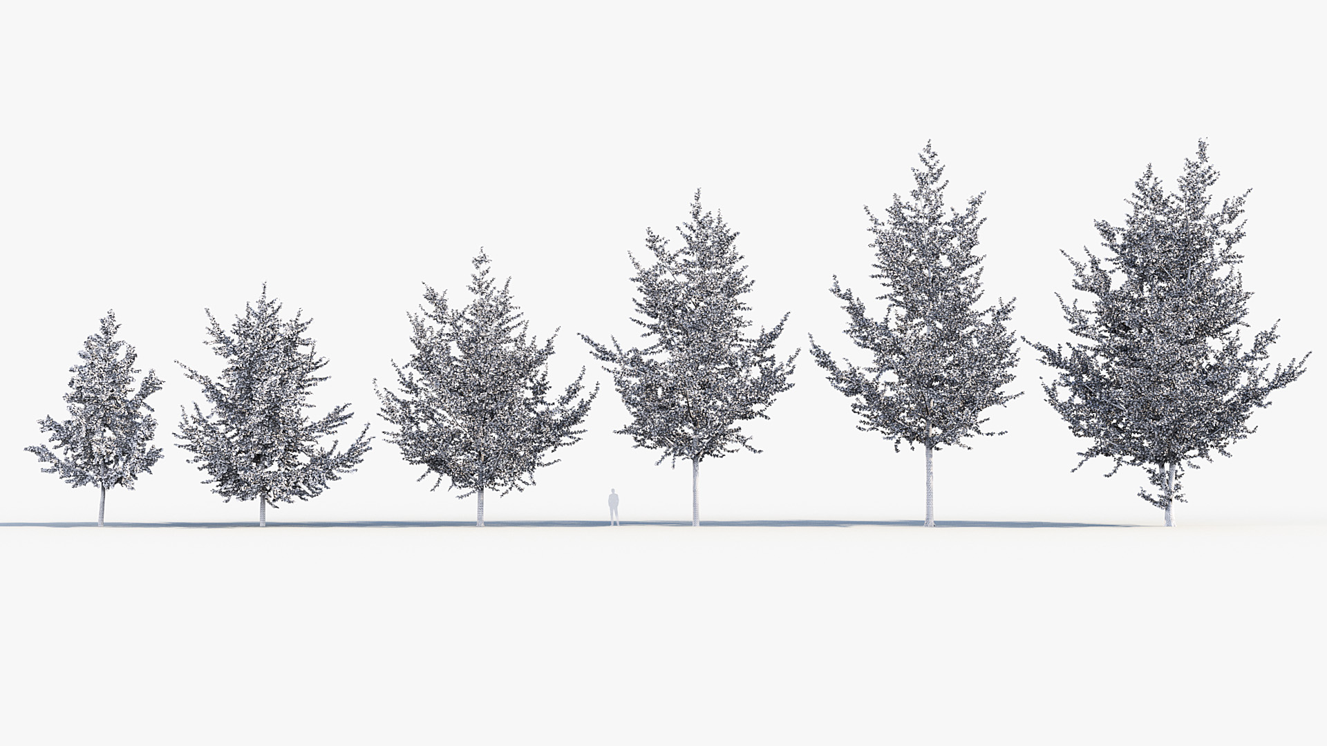 BC_PM_P014_Ginkgo_biloba_02_wire_01