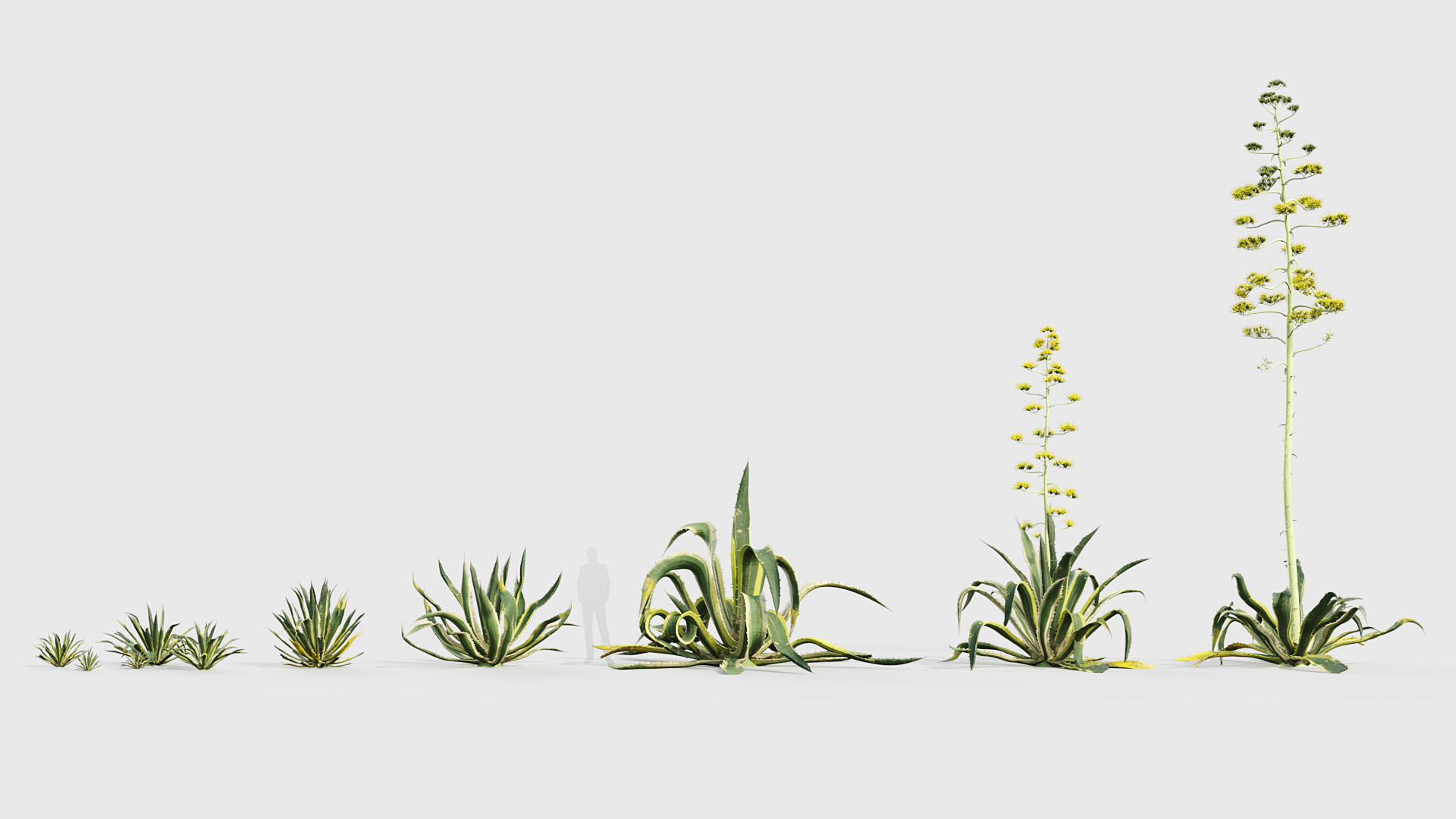 BC_PM_P015_Agave_americana_01